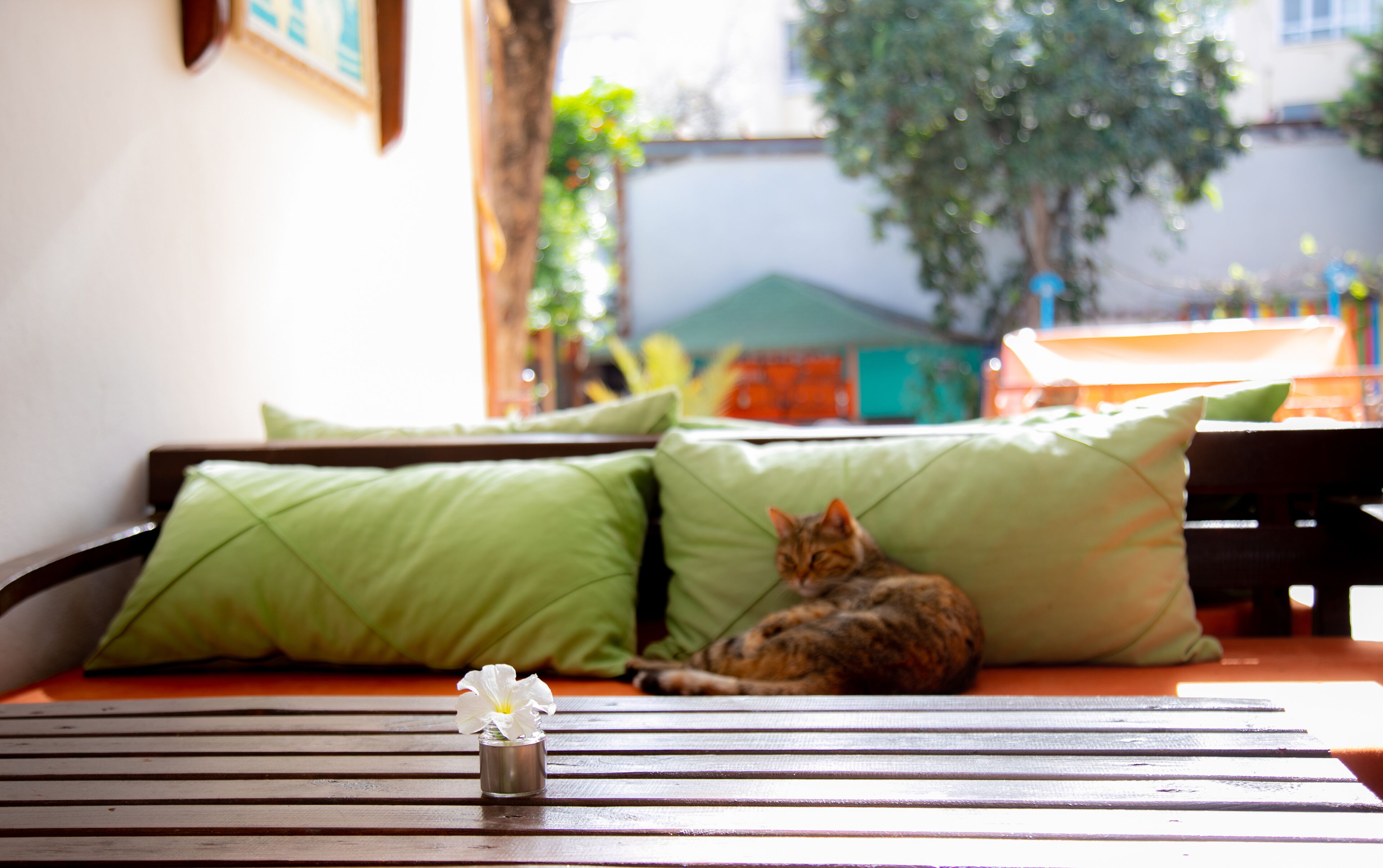 Foto - Kaliptus Hotel