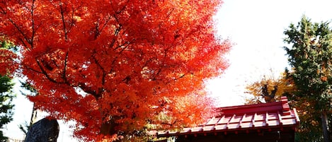 A traditional Japanese building with a red roof, surrounded by autumn foliage.