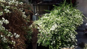 A garden with white flowering shrubs and a concrete wall. - Daher Guest House Nazareth - Hostel (Nazareth)