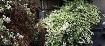 Daher Guest House Nazareth - Hostel