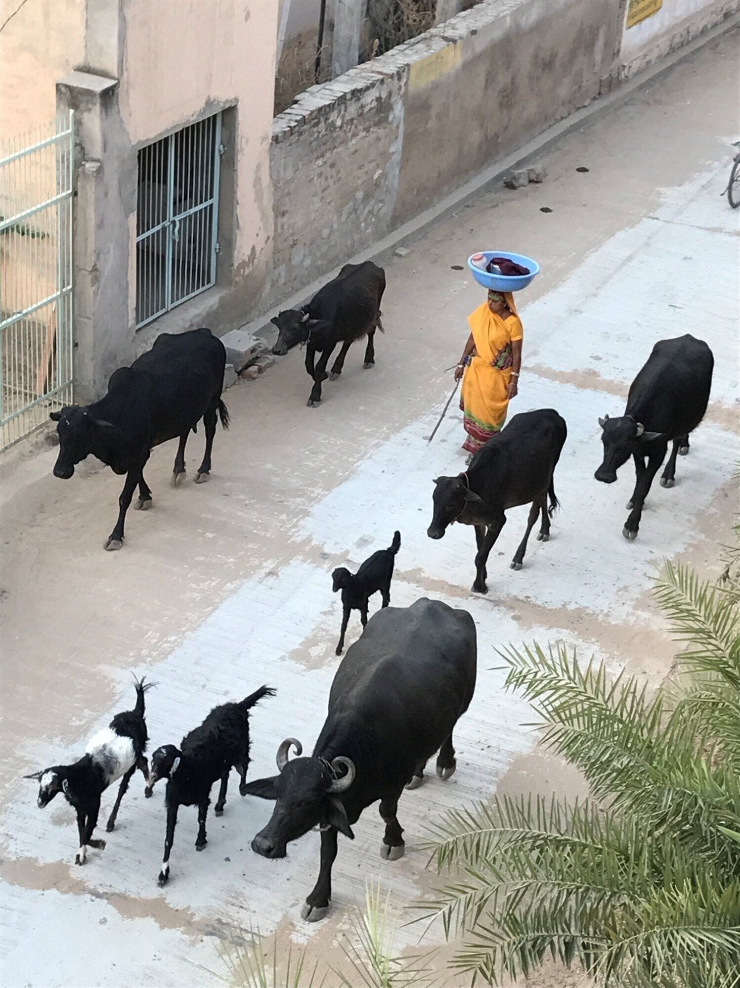 A street scene with a person leading a group of cows and a child.