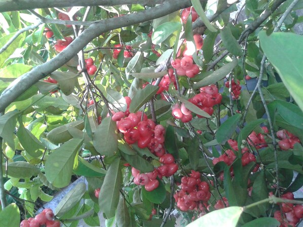A tree with clusters of red fruits and green leaves.