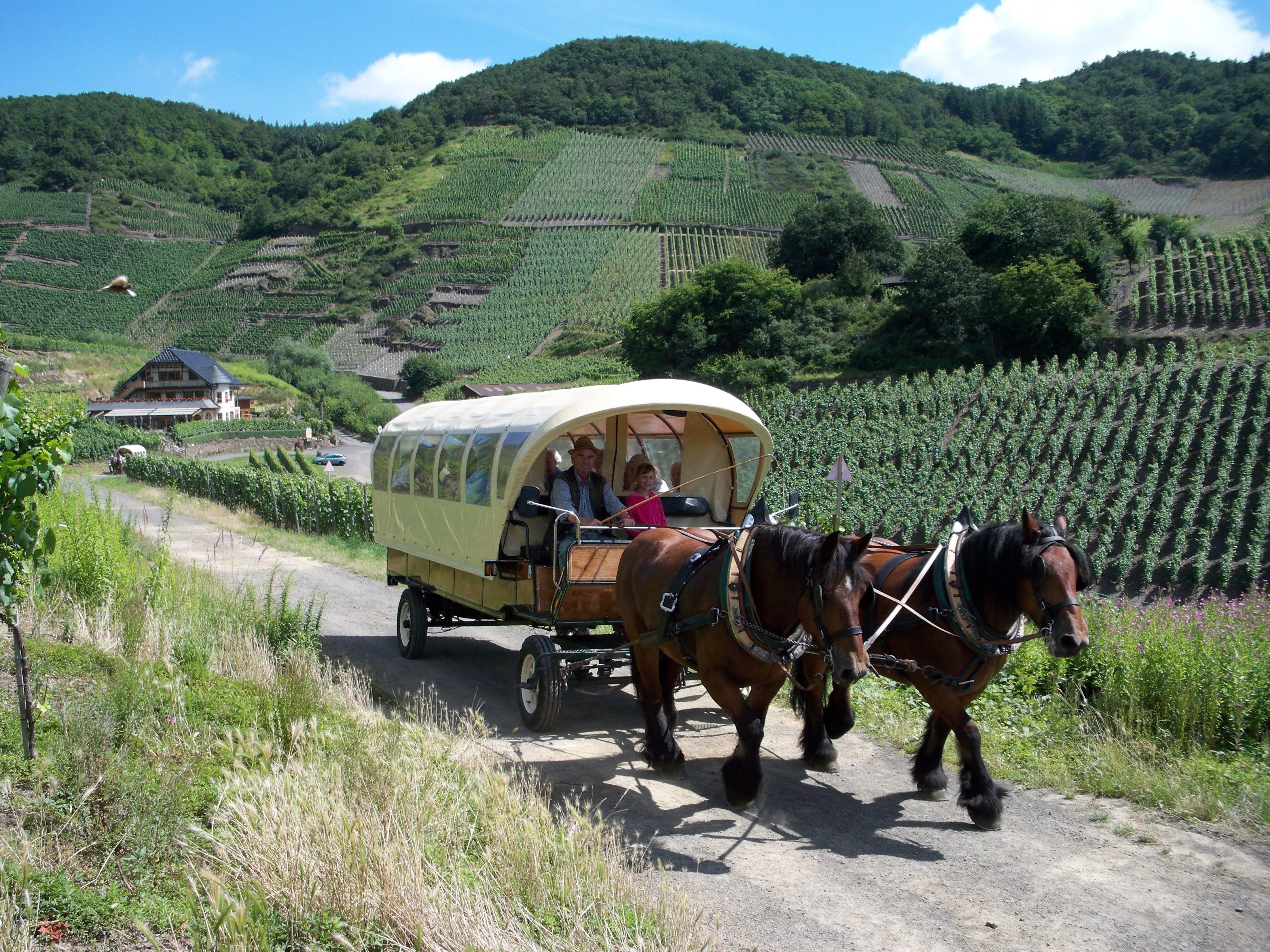 A horse-drawn carriage on a rural road with vineyards in the background.