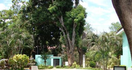 Green Forest of Coco Beach Studios