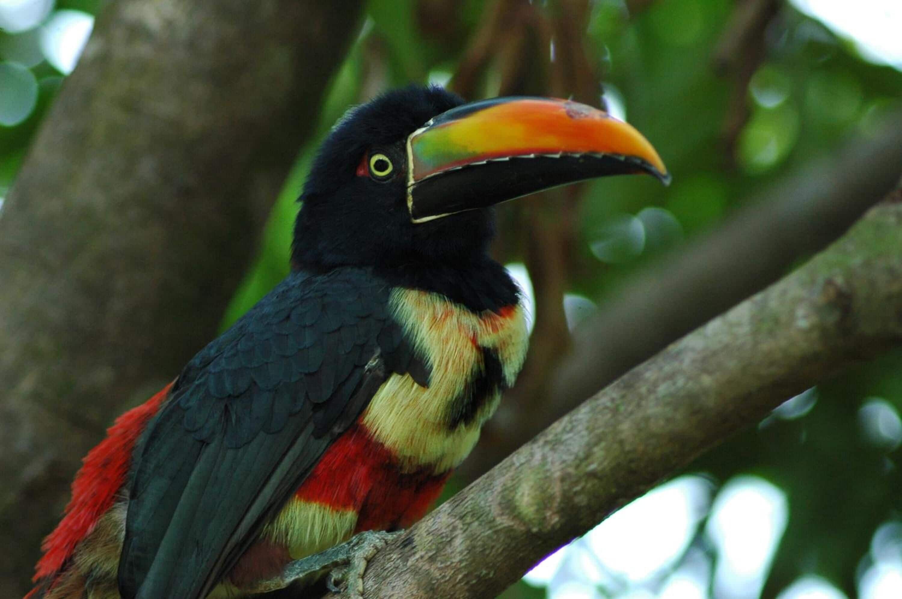 Photo - Hotel Coco Beach