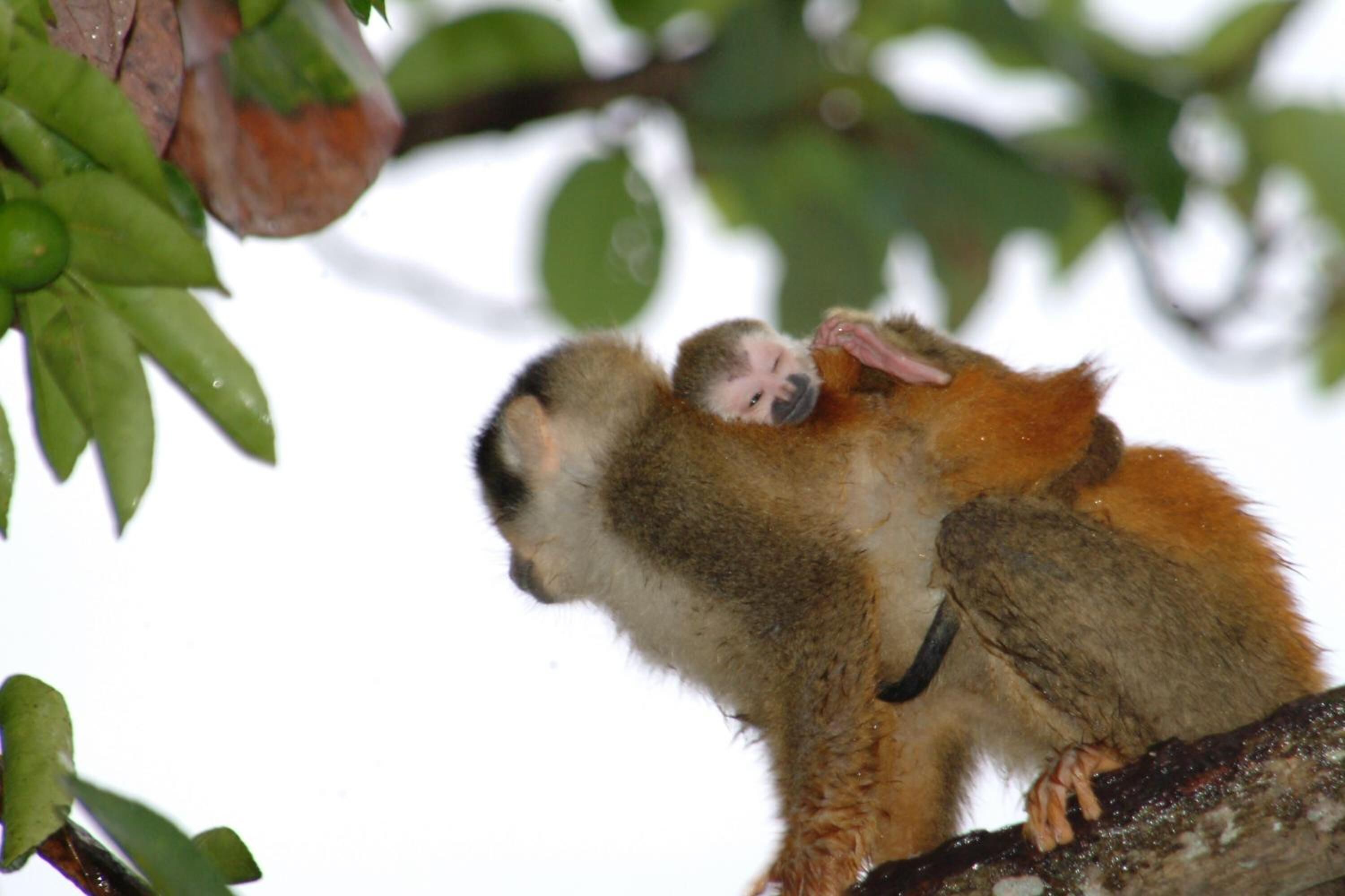 Photo - Hotel Coco Beach
