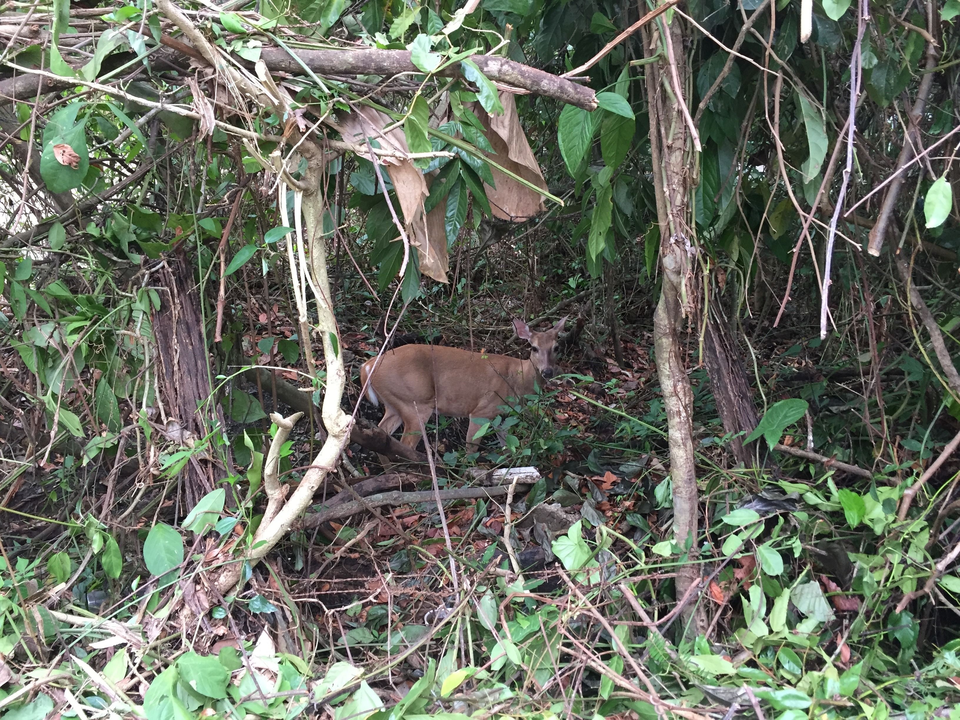 Foto - Hotel Coco Beach