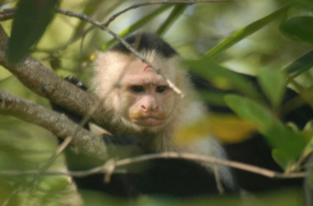 Photo - Hotel Coco Beach