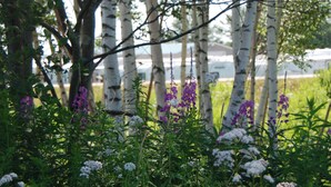 Un jardín con abedules y diversas flores silvestres.