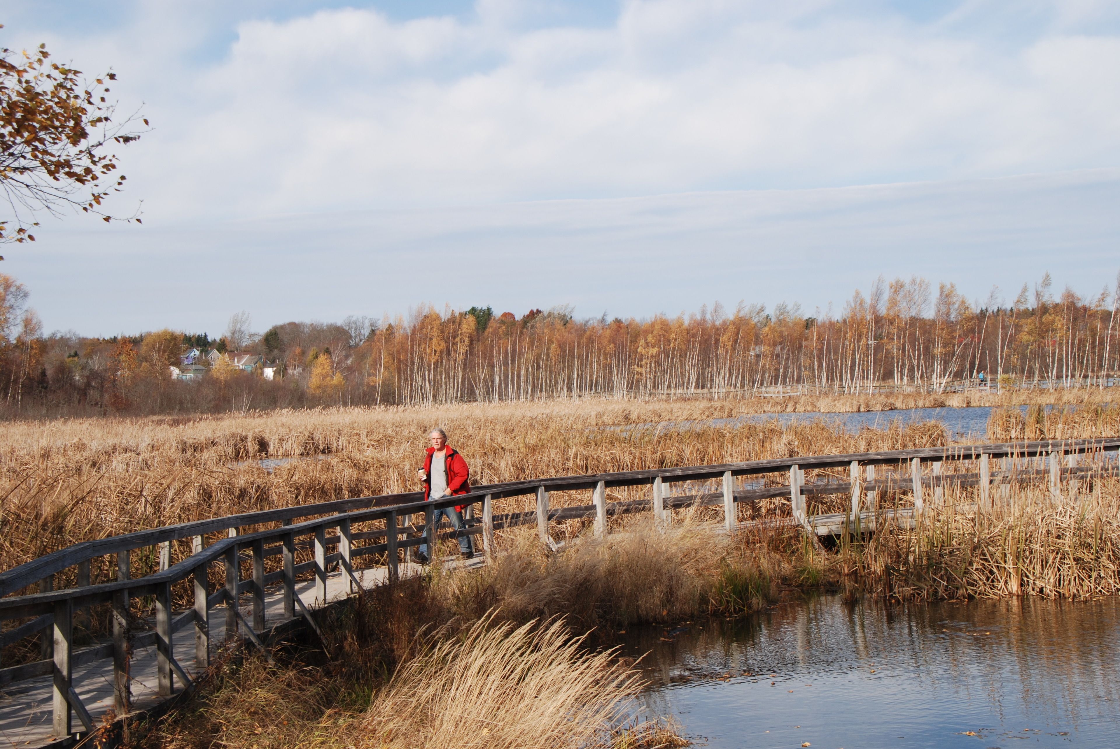 A wooden bridge over a body of water with tall grasses and trees in the background.