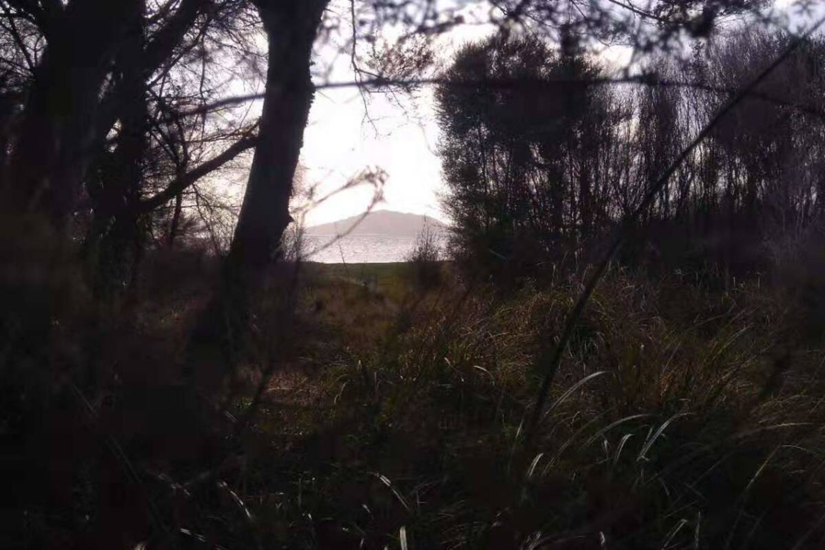 A natural landscape with trees and a distant view of a hill or mountain.