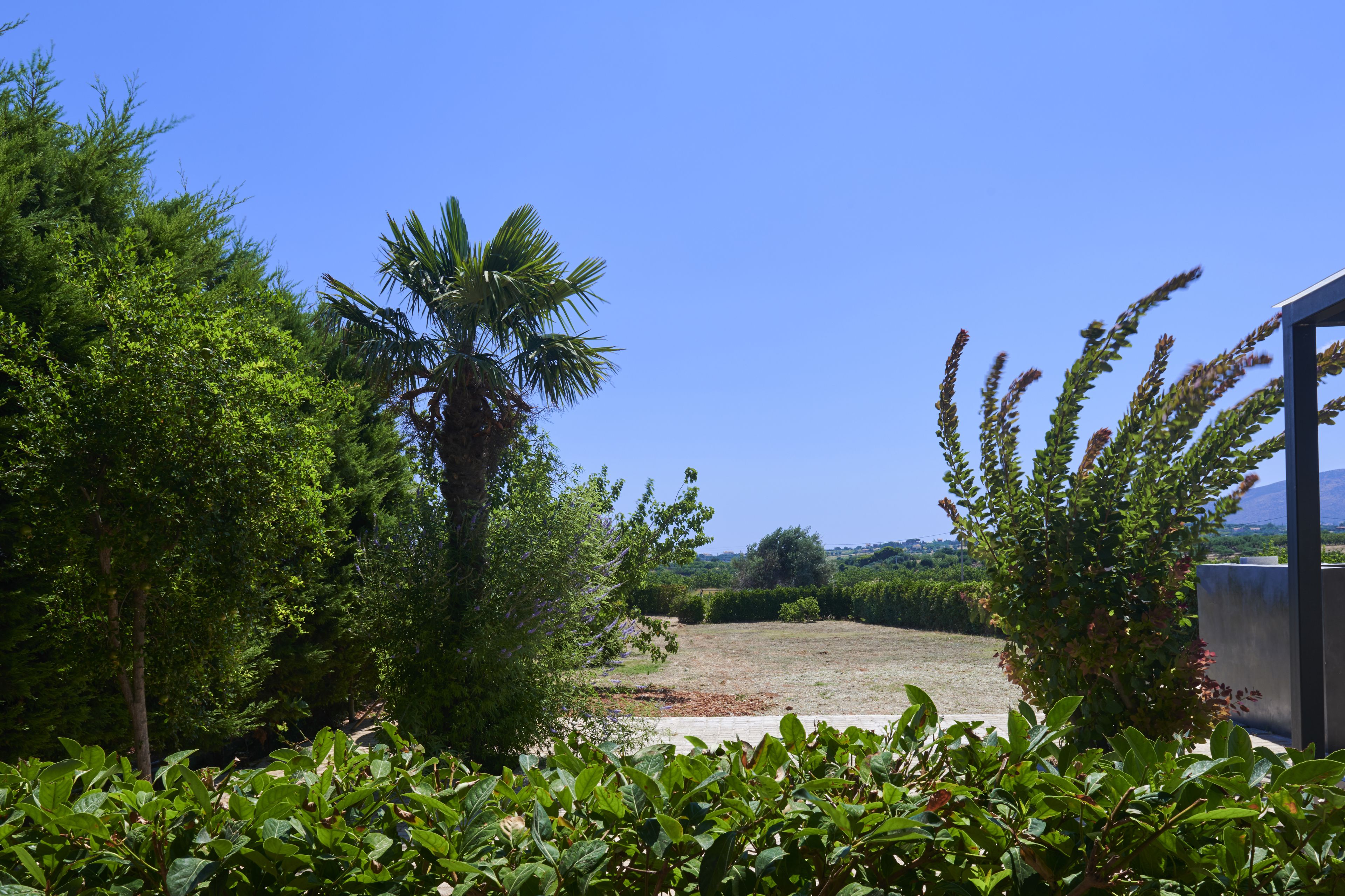 A garden with a palm tree, various shrubs, and a clear blue sky.