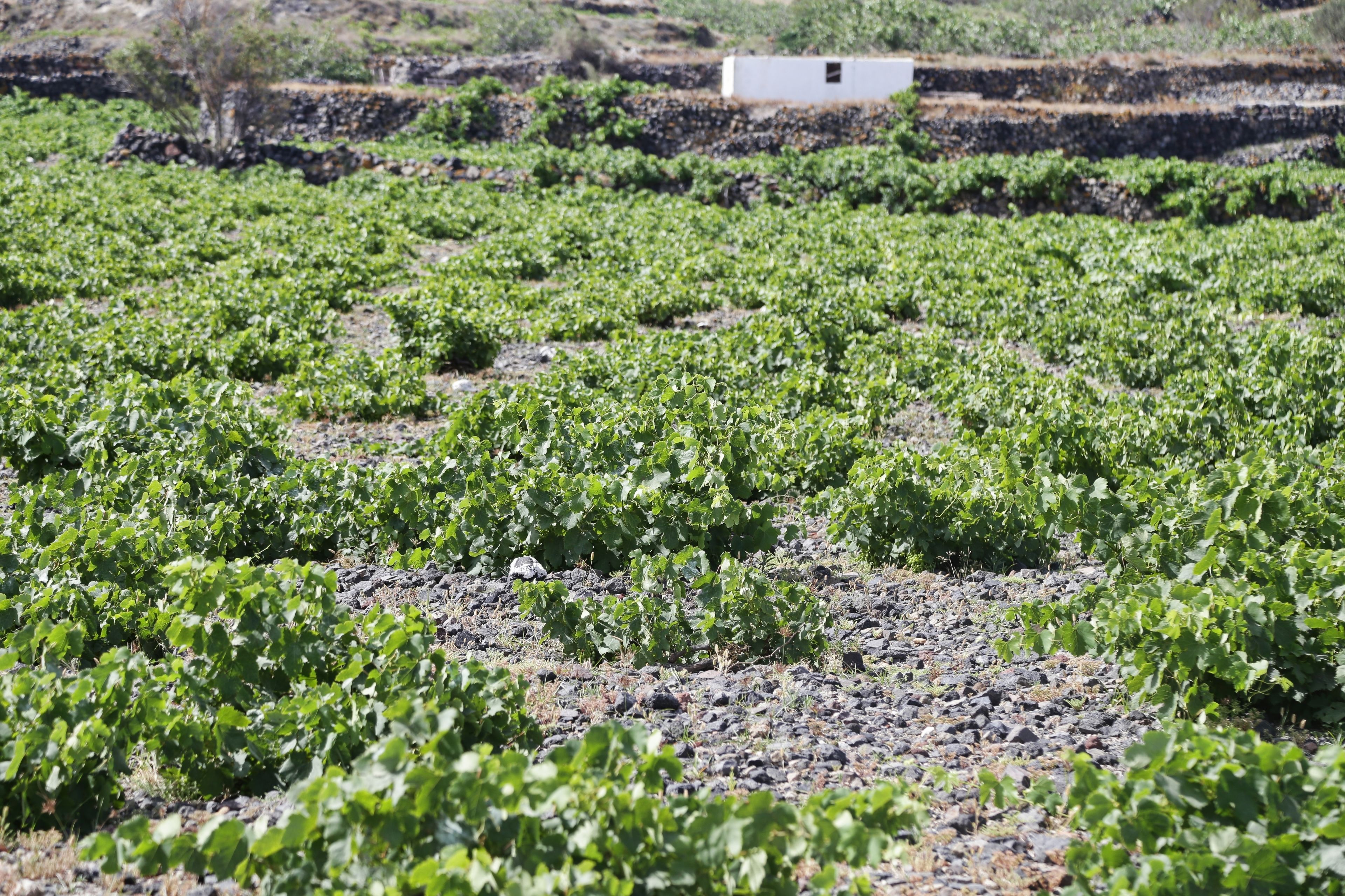 Photo - Vino Houses Santorini