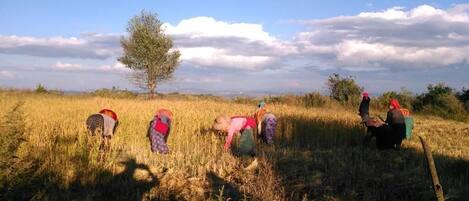Un grupo de personas cosechando cultivos en un campo, con un árbol y un cielo despejado al fondo.