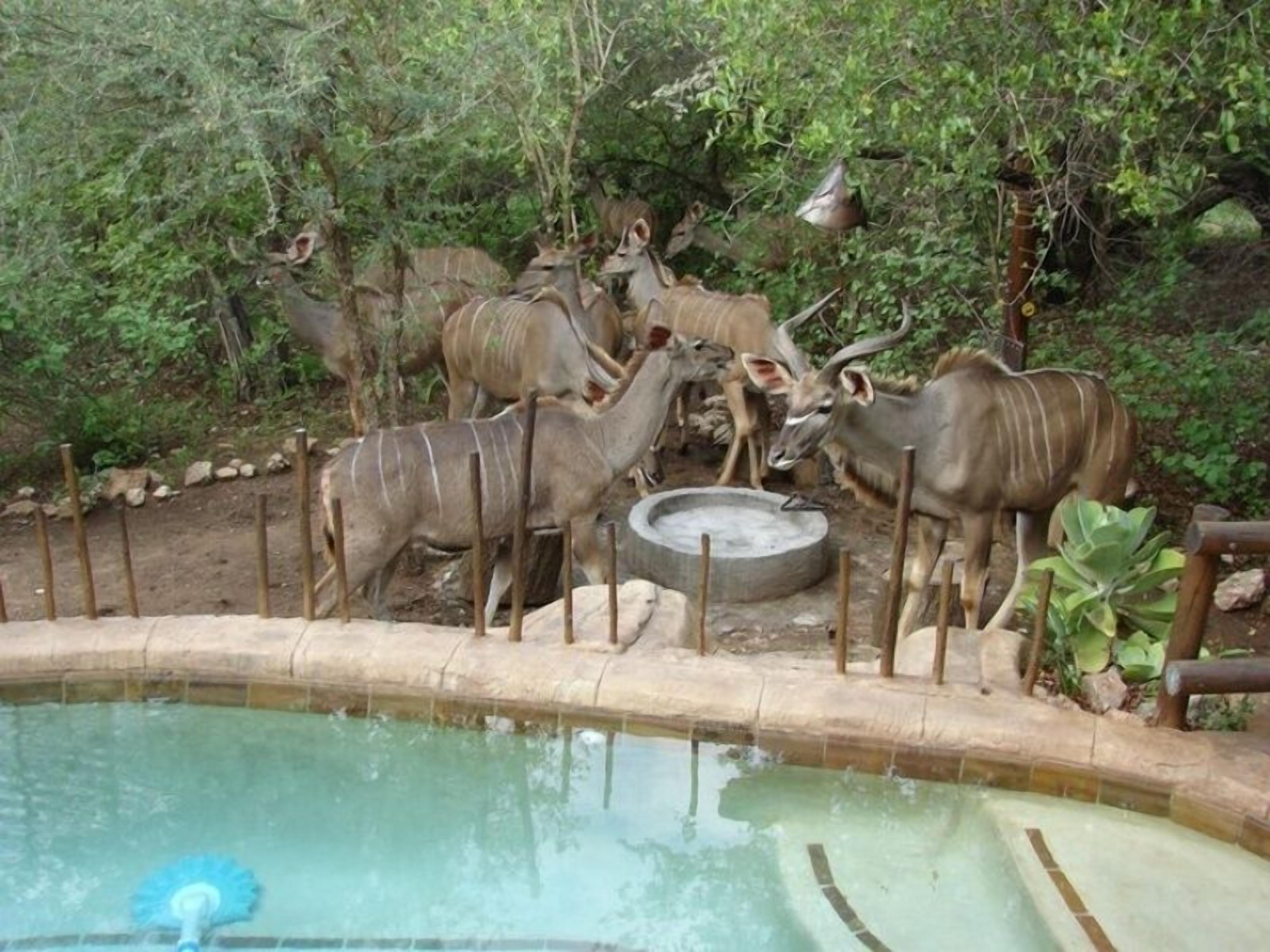 A zoo enclosure with several antelopes near a water feature.