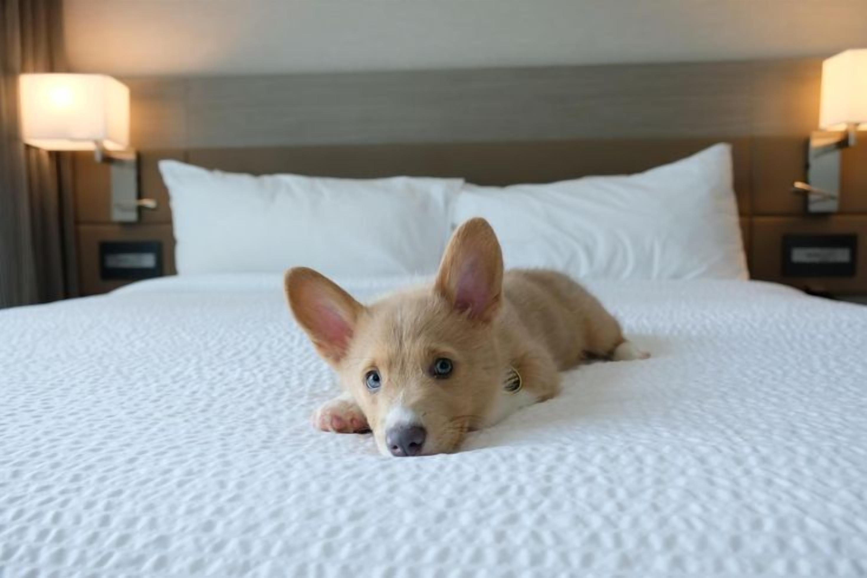 Un perro acostado en una cama con ropa blanca de cama y dos lámparas de noche.