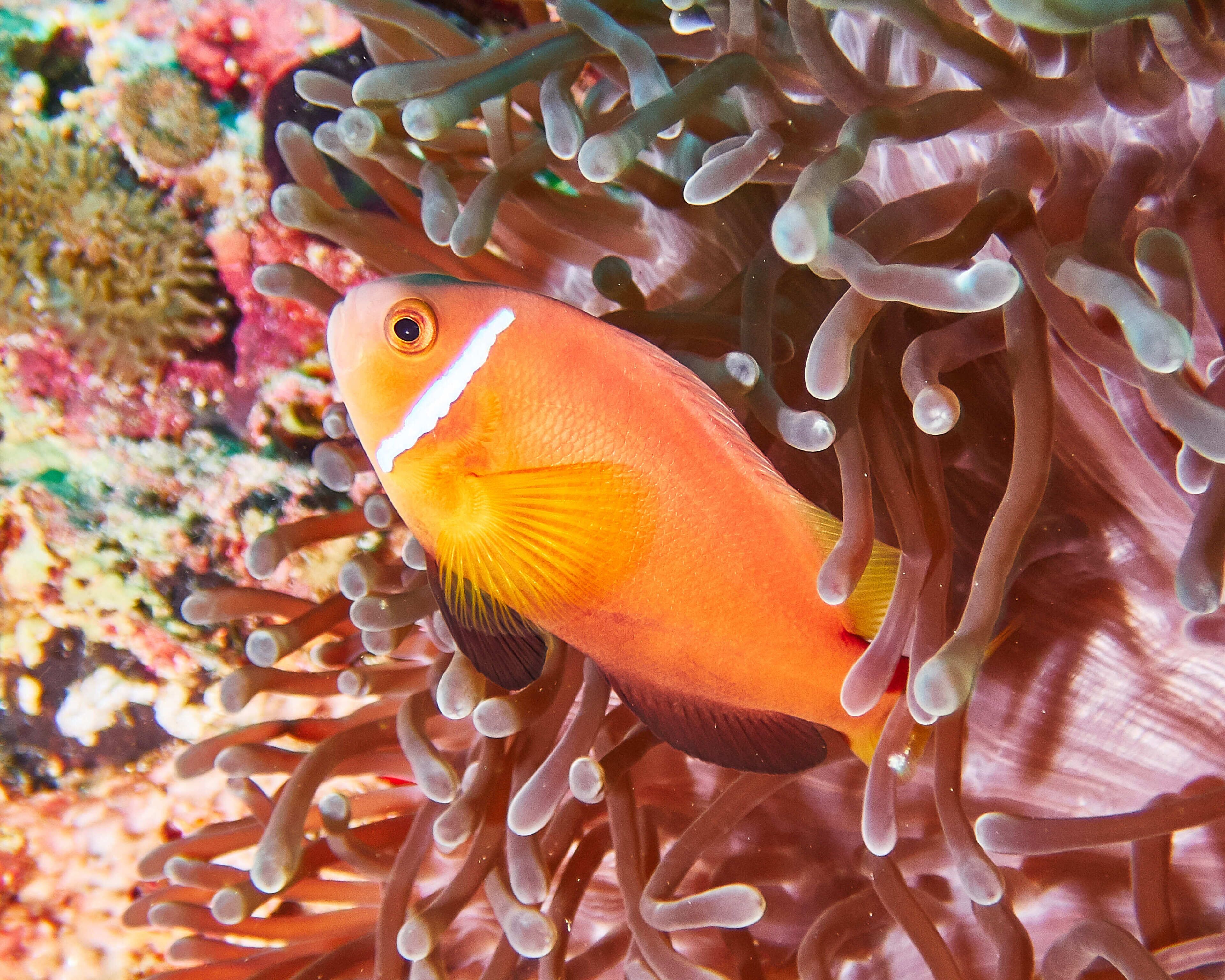 Photo - Drift Thelu Veliga Retreat