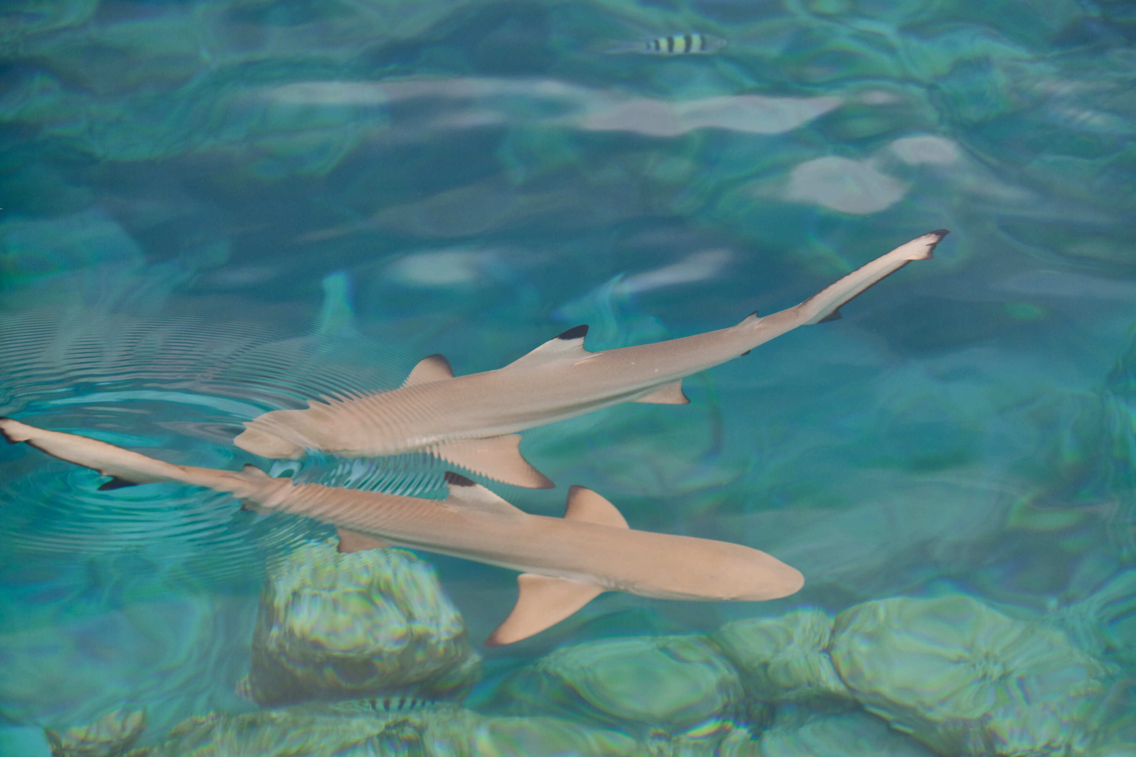 Photo - Drift Thelu Veliga Retreat