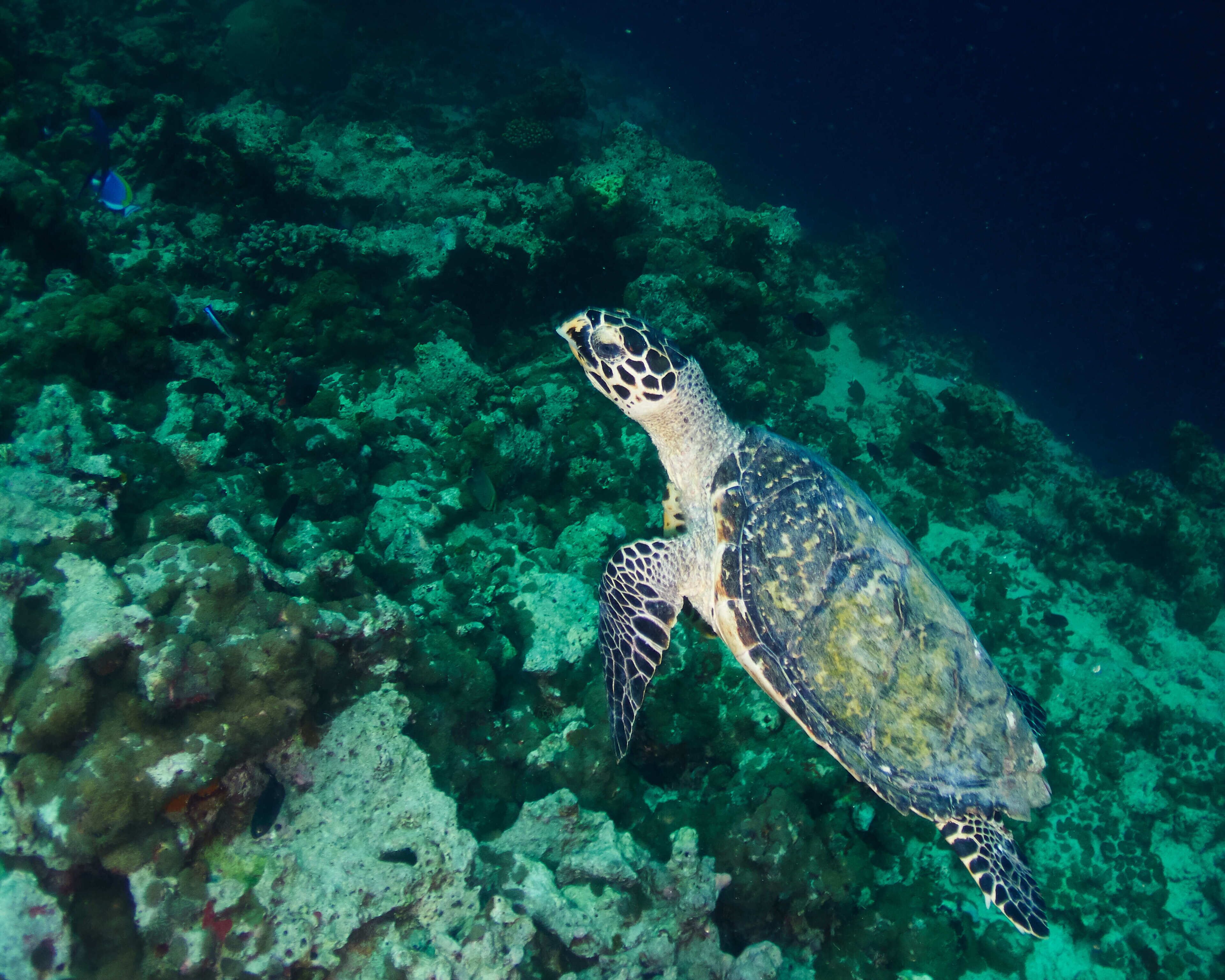 Photo - Drift Thelu Veliga Retreat