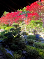 Un jardín japonés tradicional con varios árboles, arbustos y un pequeño arroyo.