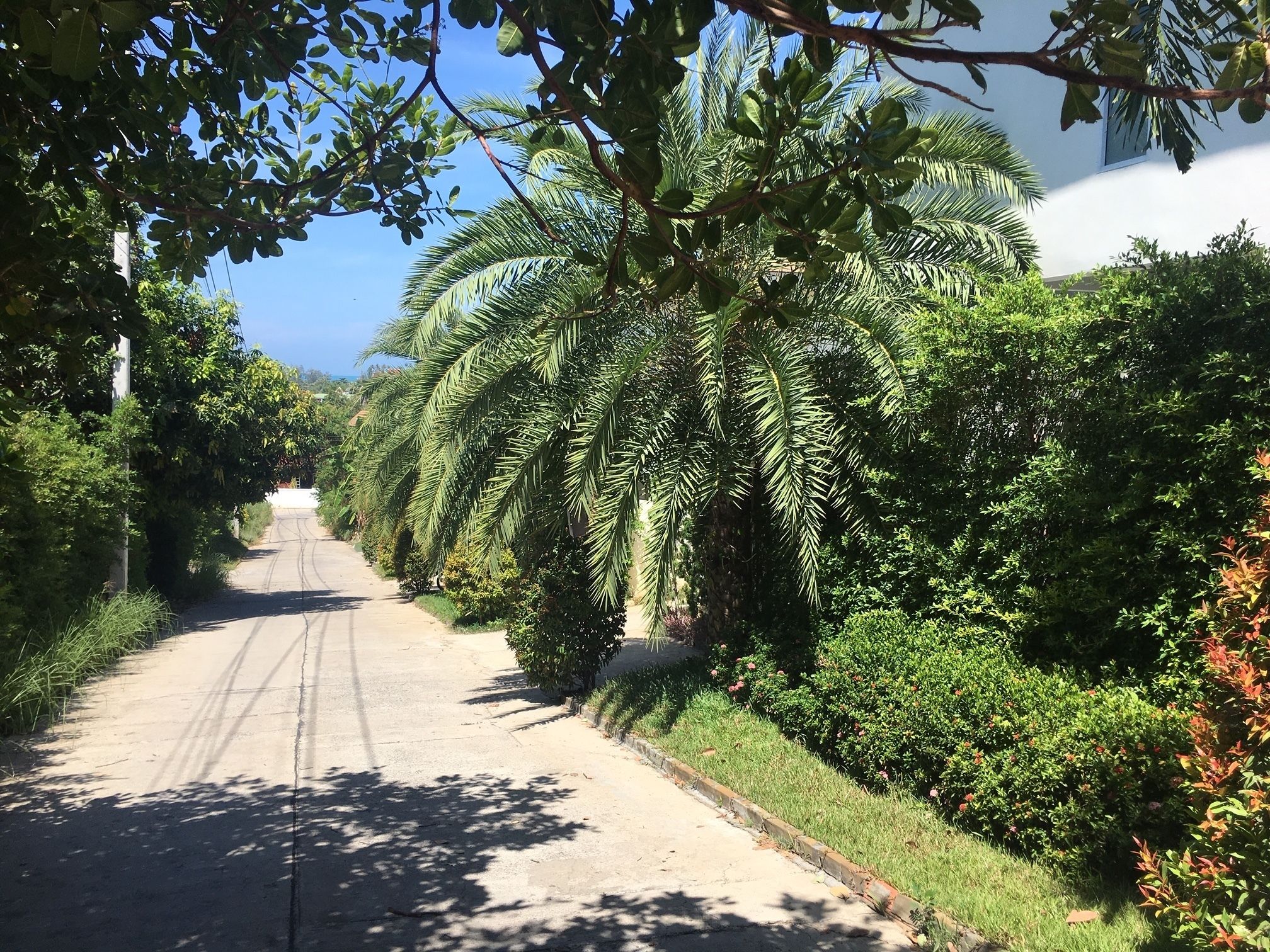 Photo - Samui Blue Orchid - Adult Only