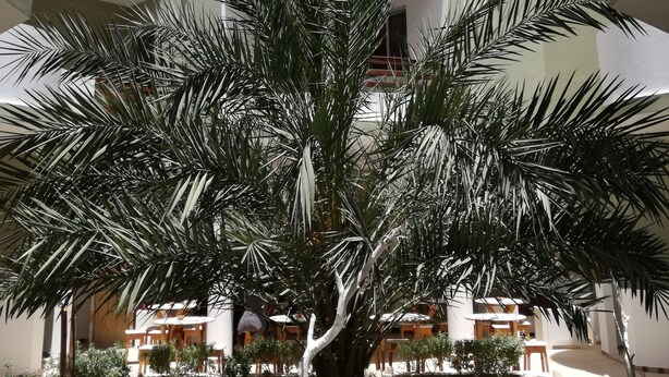A multi-level building with balconies, a central palm tree, and outdoor seating areas. - Cala Da Lua (Boa Vista)