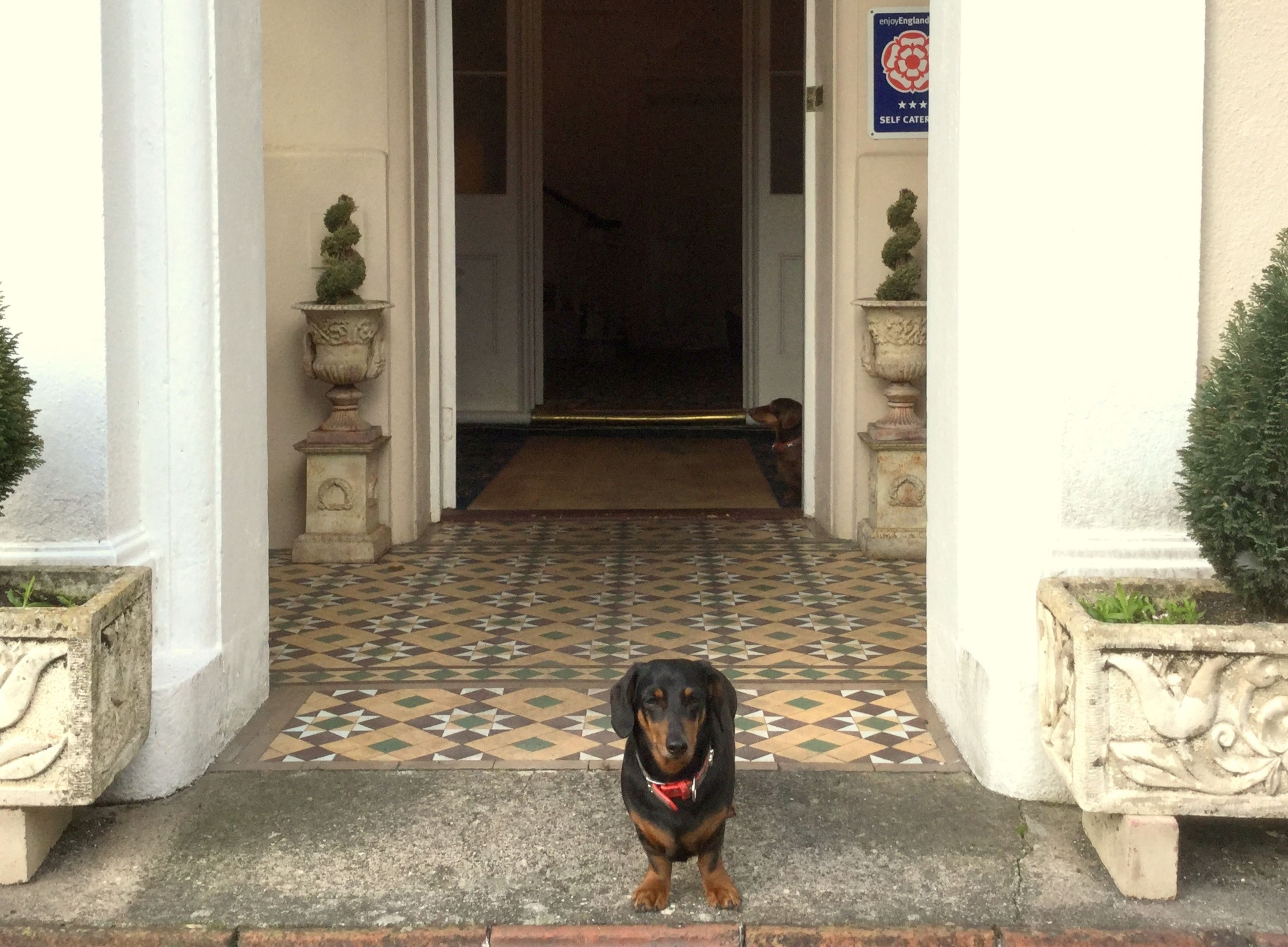 En hund sidder ved indgangen til en bygning med flisegulv og to krukkeplanter på hver side.