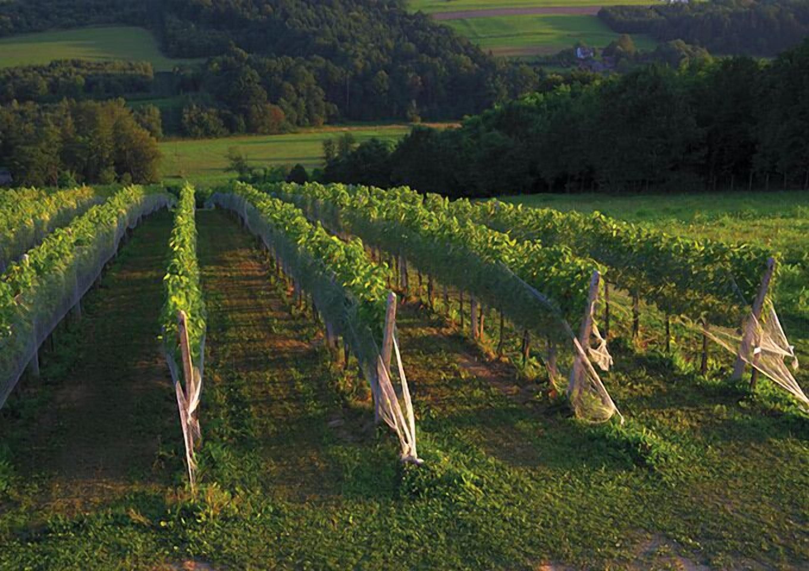 Winery