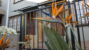 A bird of paradise flower in a courtyard with a building in the background. - Ruth Avenue Guest House (Edenvale)