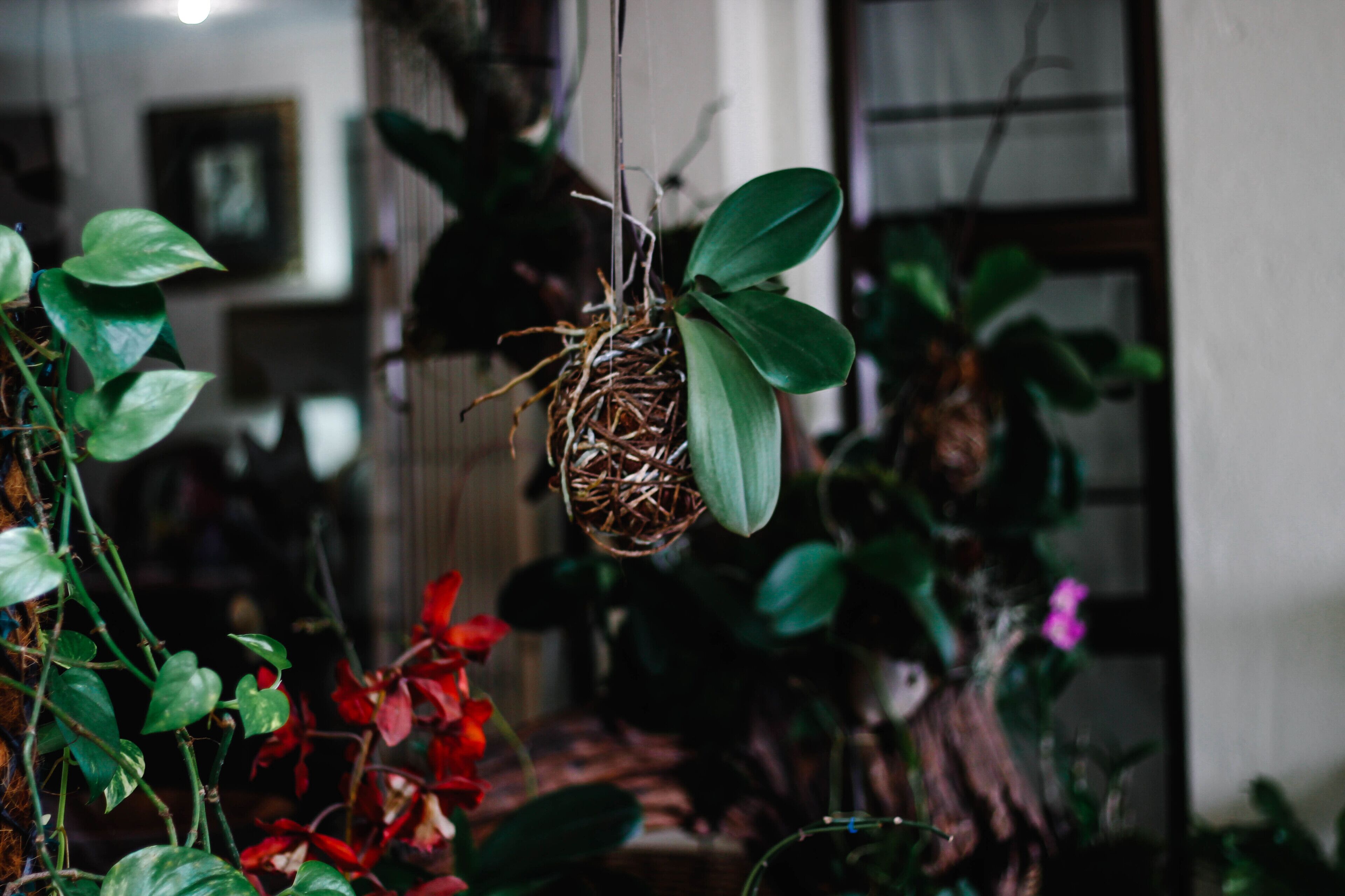 A hanging nest with green leaves, surrounded by various plants in an indoor setting.