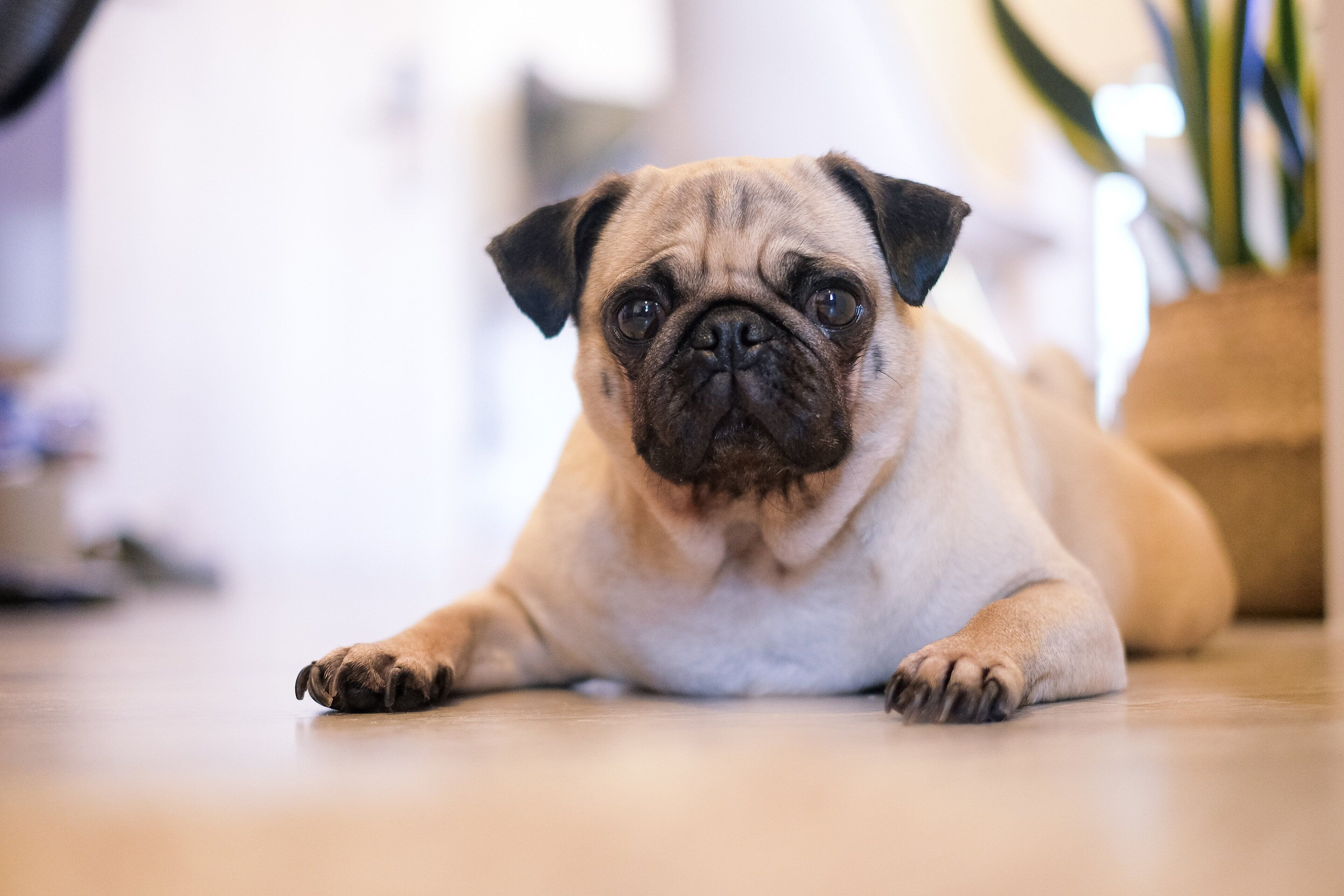 A pug lying on a wooden floor with a blurred indoor background.