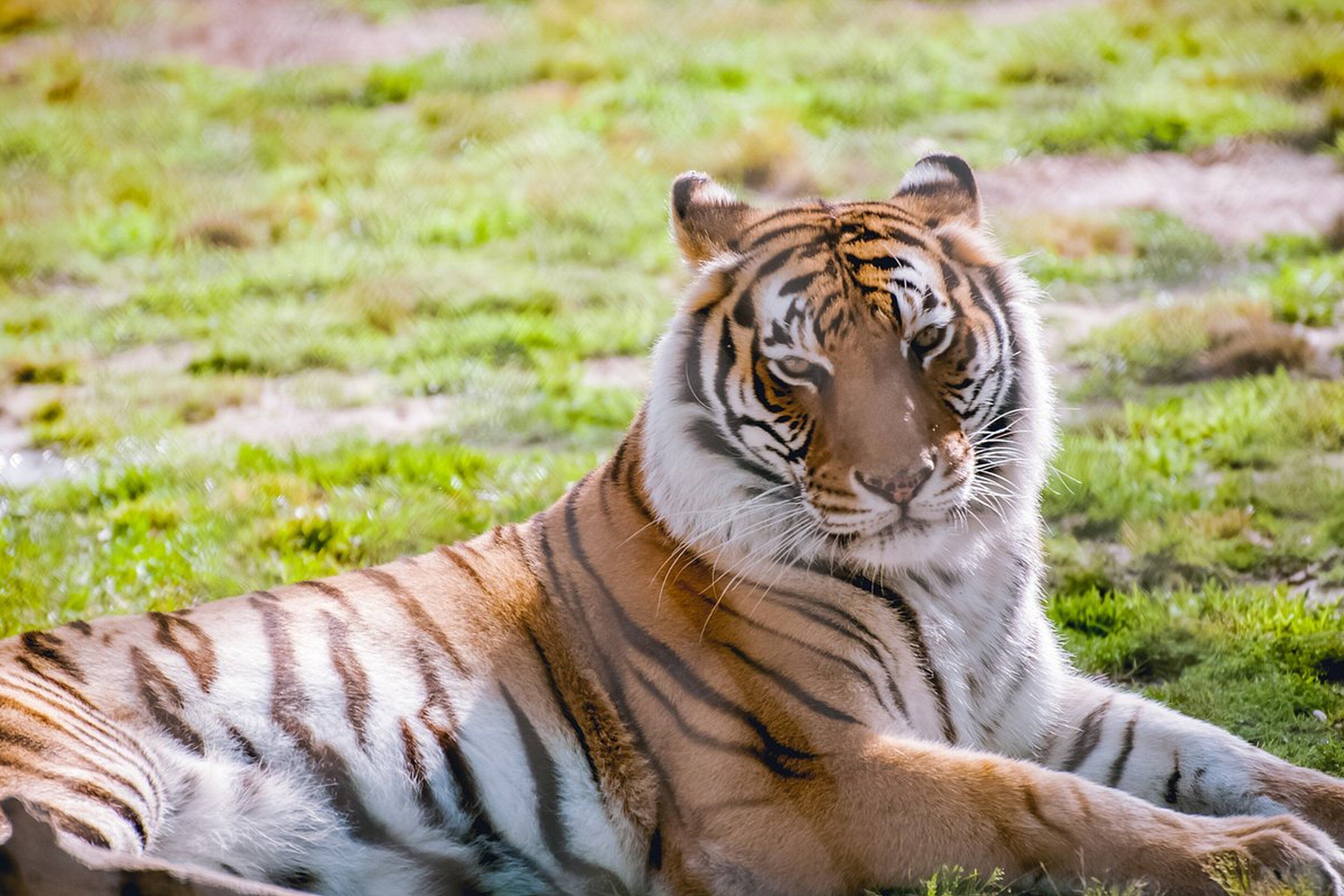 Una tigre sdraiata sull'erba.