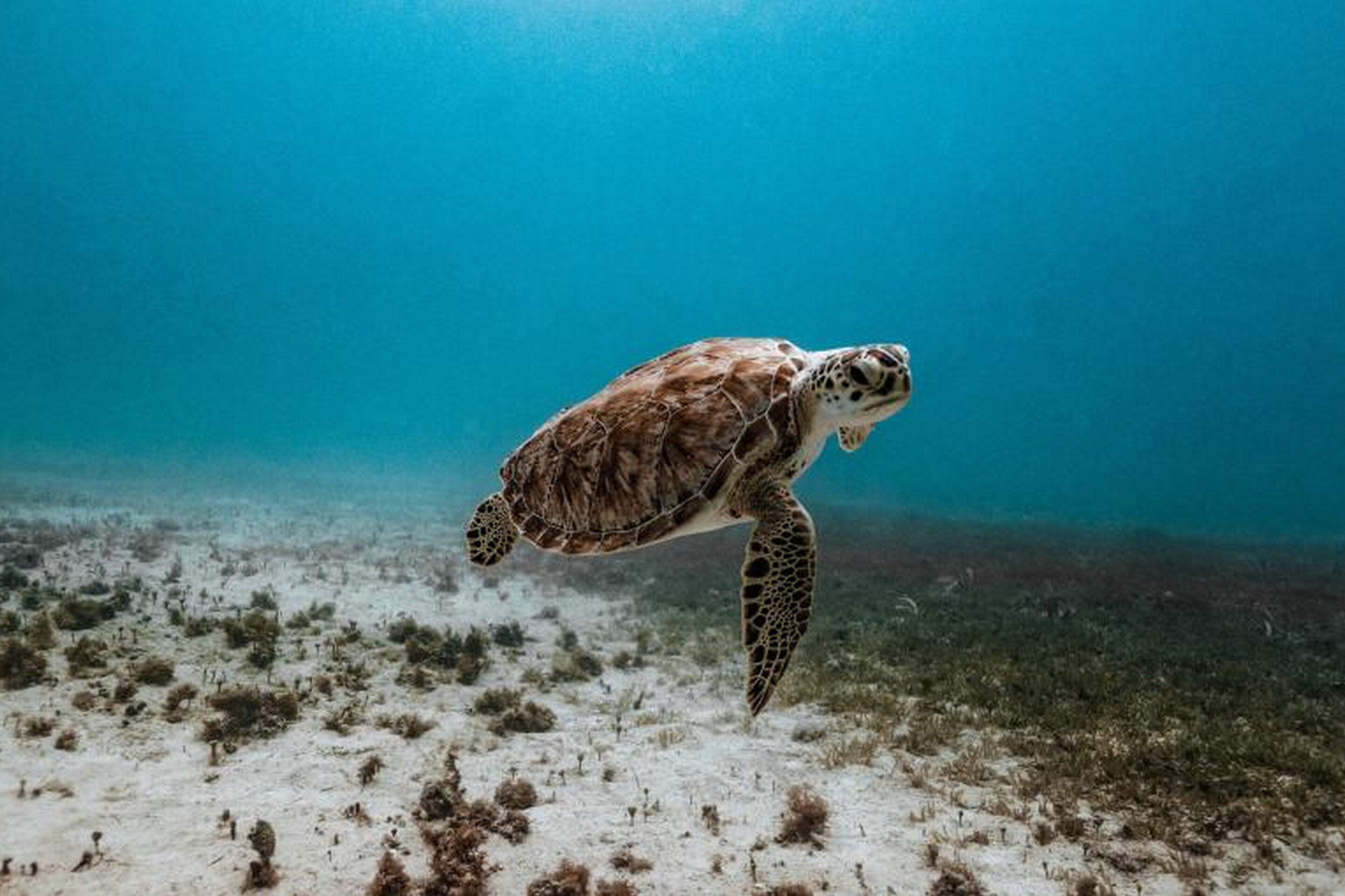 A sea turtle swimming underwater.