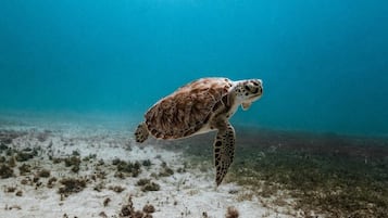 Una tortuga marina nadando bajo el agua.