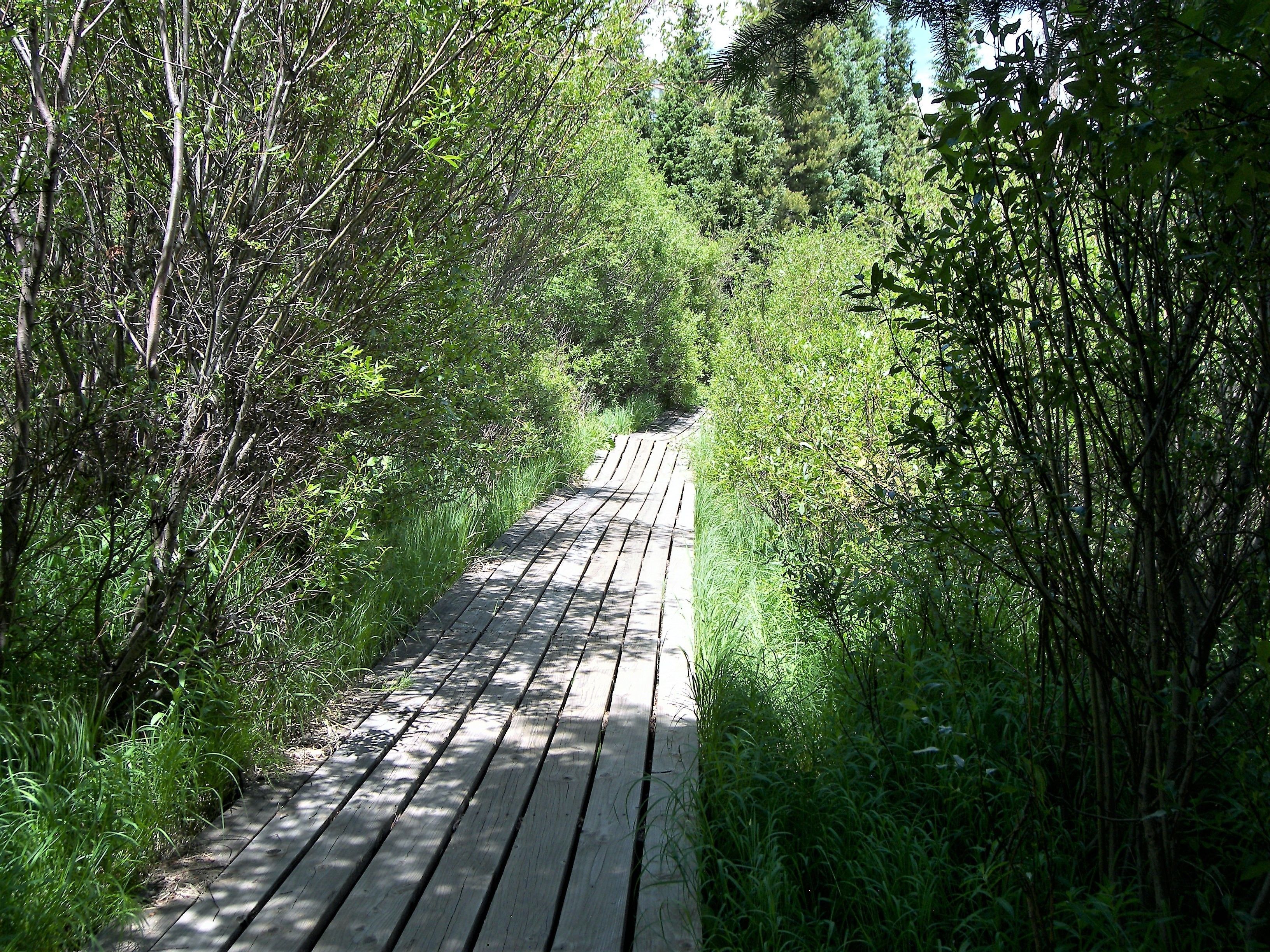 A wooden boardwalk surrounded by dense greenery.