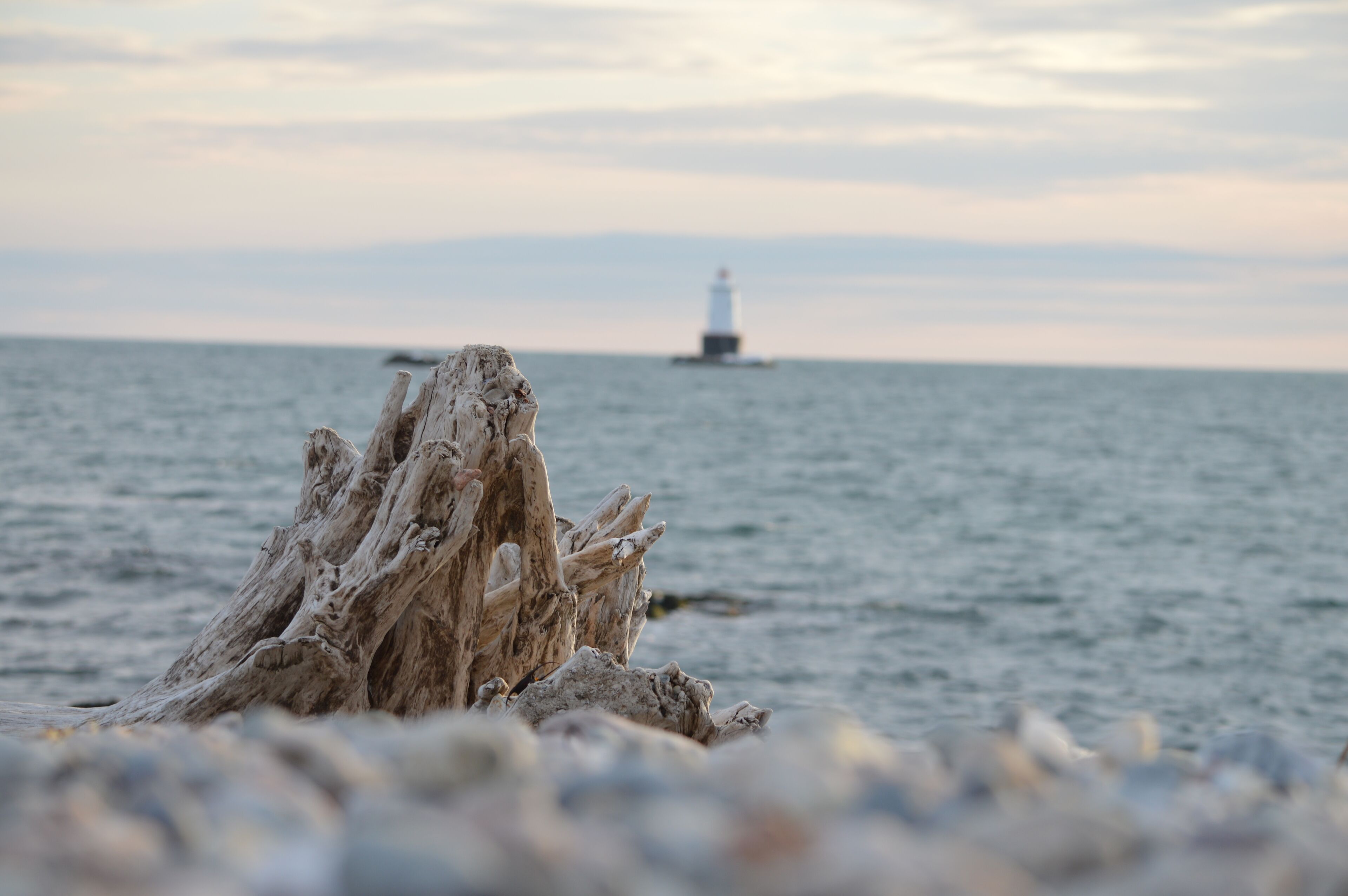 A coastal scene with a prominent piece of driftwood in the foreground and a lighthouse in the distance across the water.