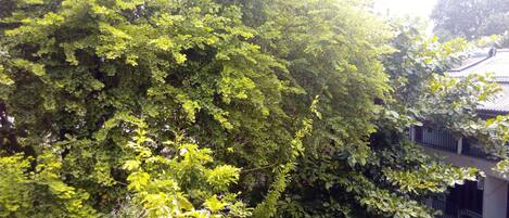 Vista desde la propiedad