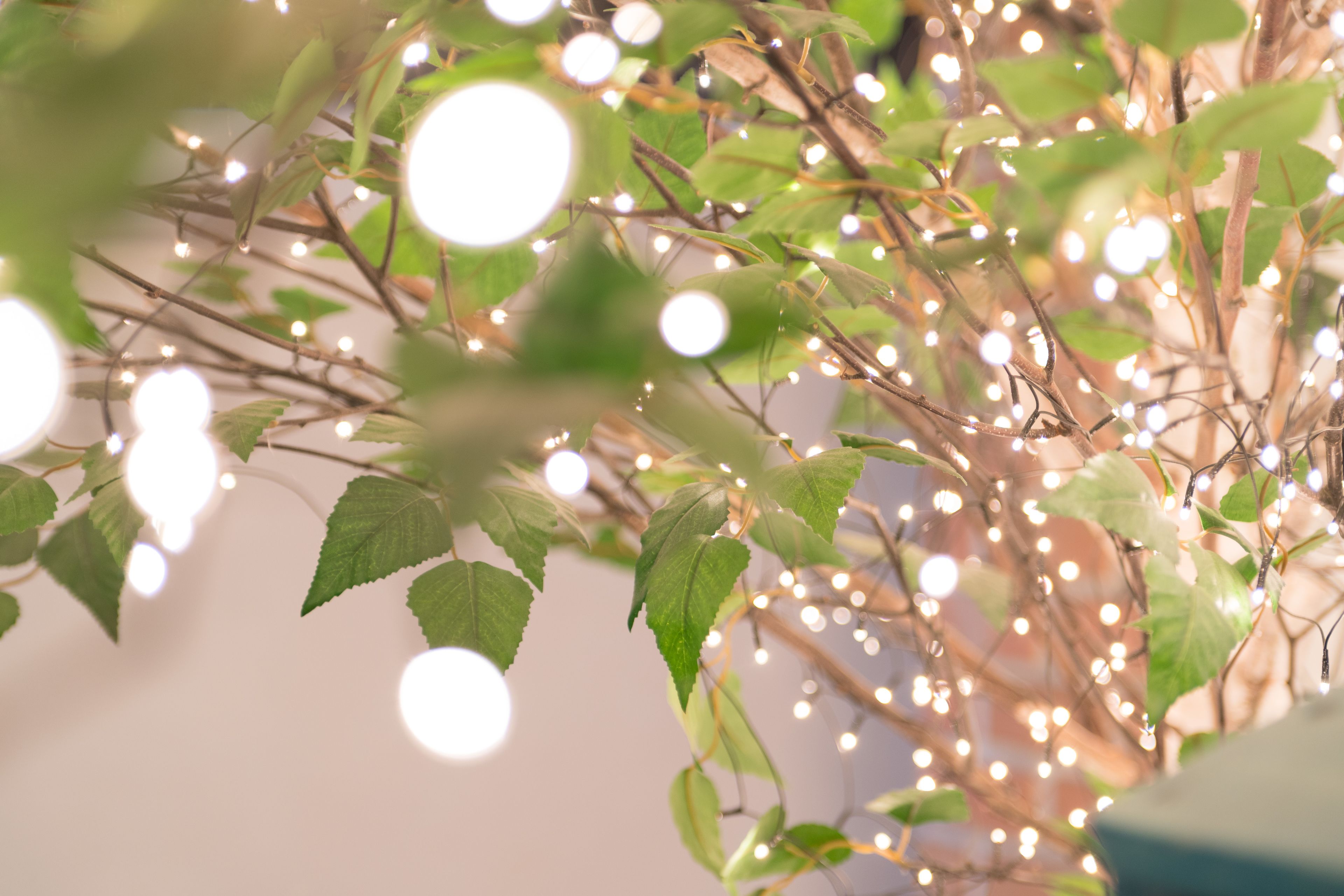 A close-up of a plant with green leaves and twinkling lights.