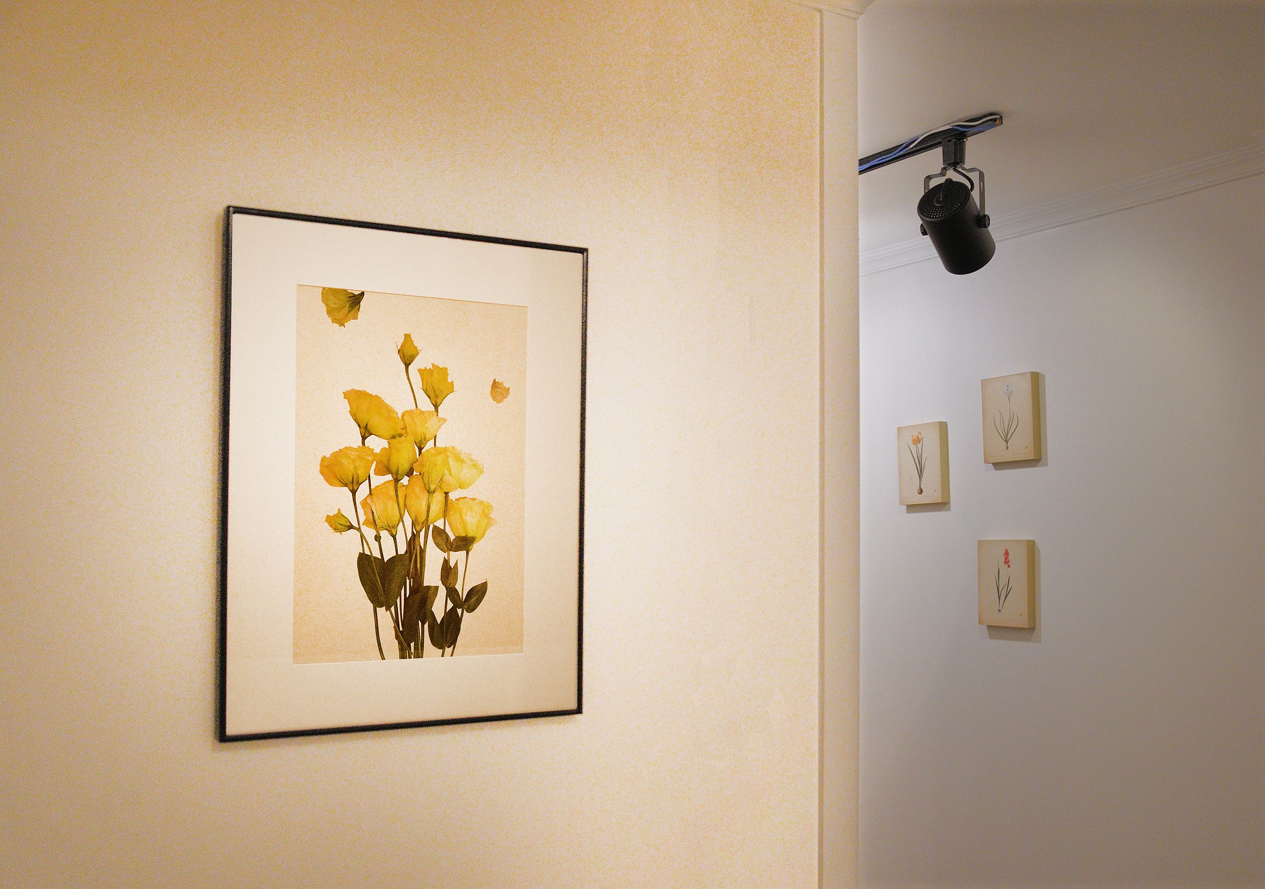 A framed botanical print on a wall, a ceiling-mounted projector, and three smaller framed botanical prints.