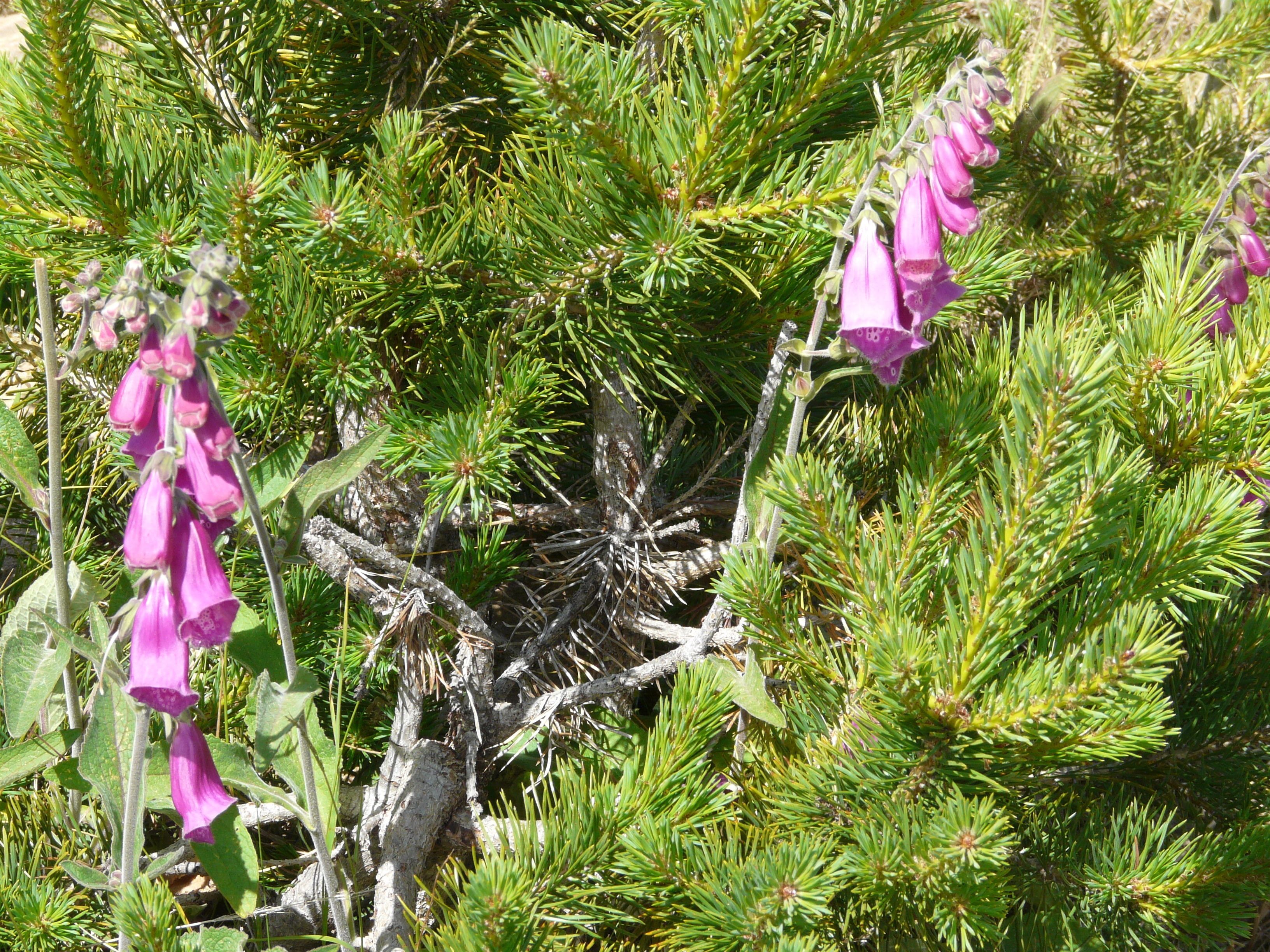 A dense forest with green pine needles and clusters of pink flowers.