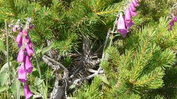 A dense forest with green pine needles and clusters of pink flowers.