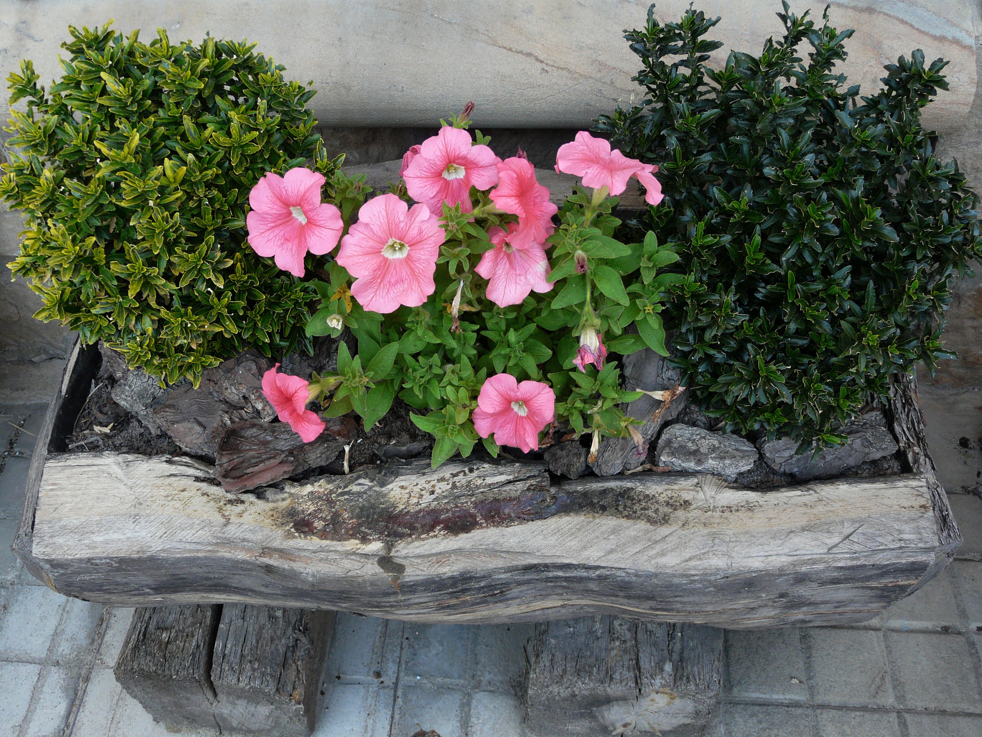 Foto - Posada Las Mayas