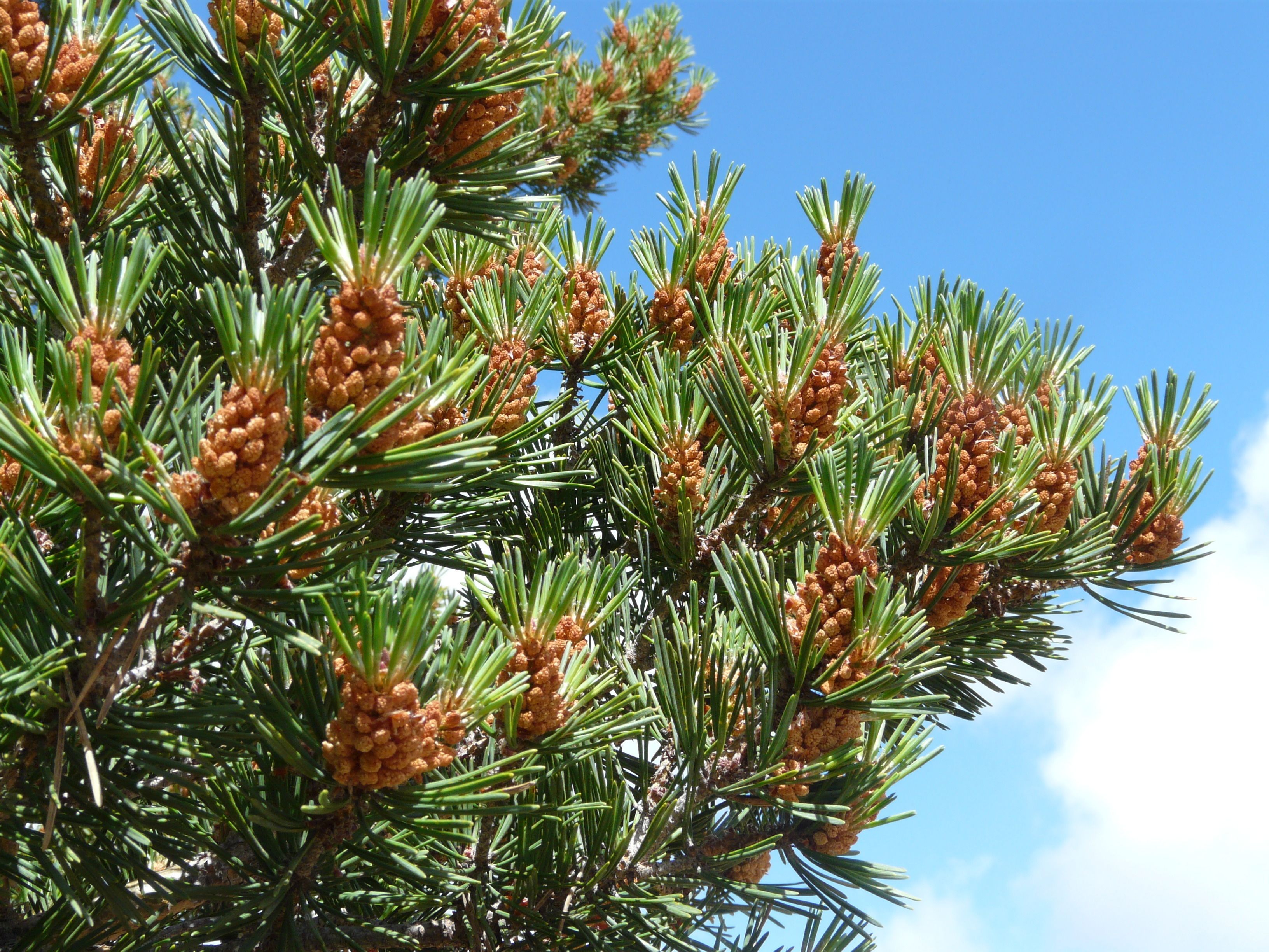 Foto - Posada Las Mayas