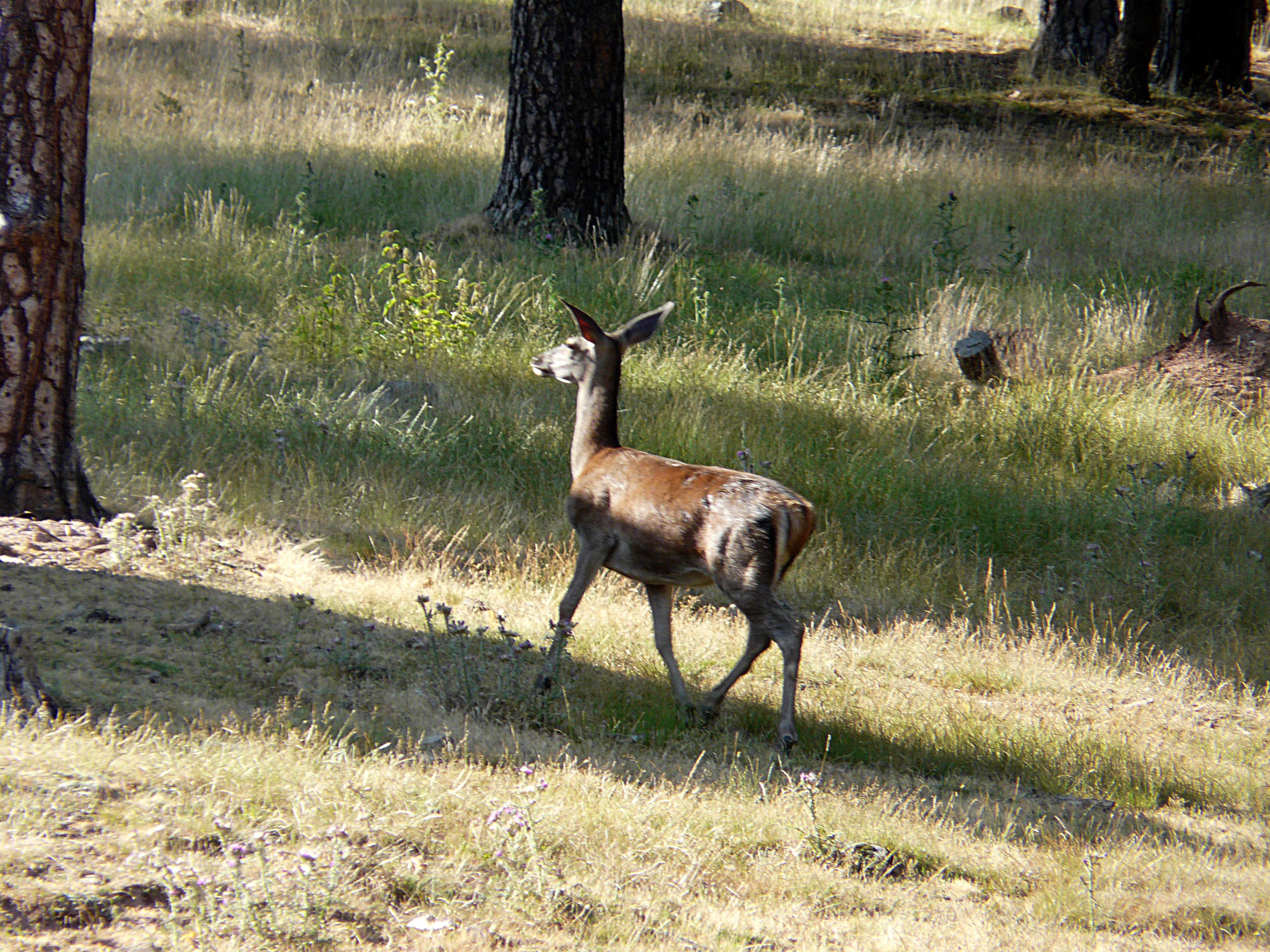 Foto - Posada Las Mayas