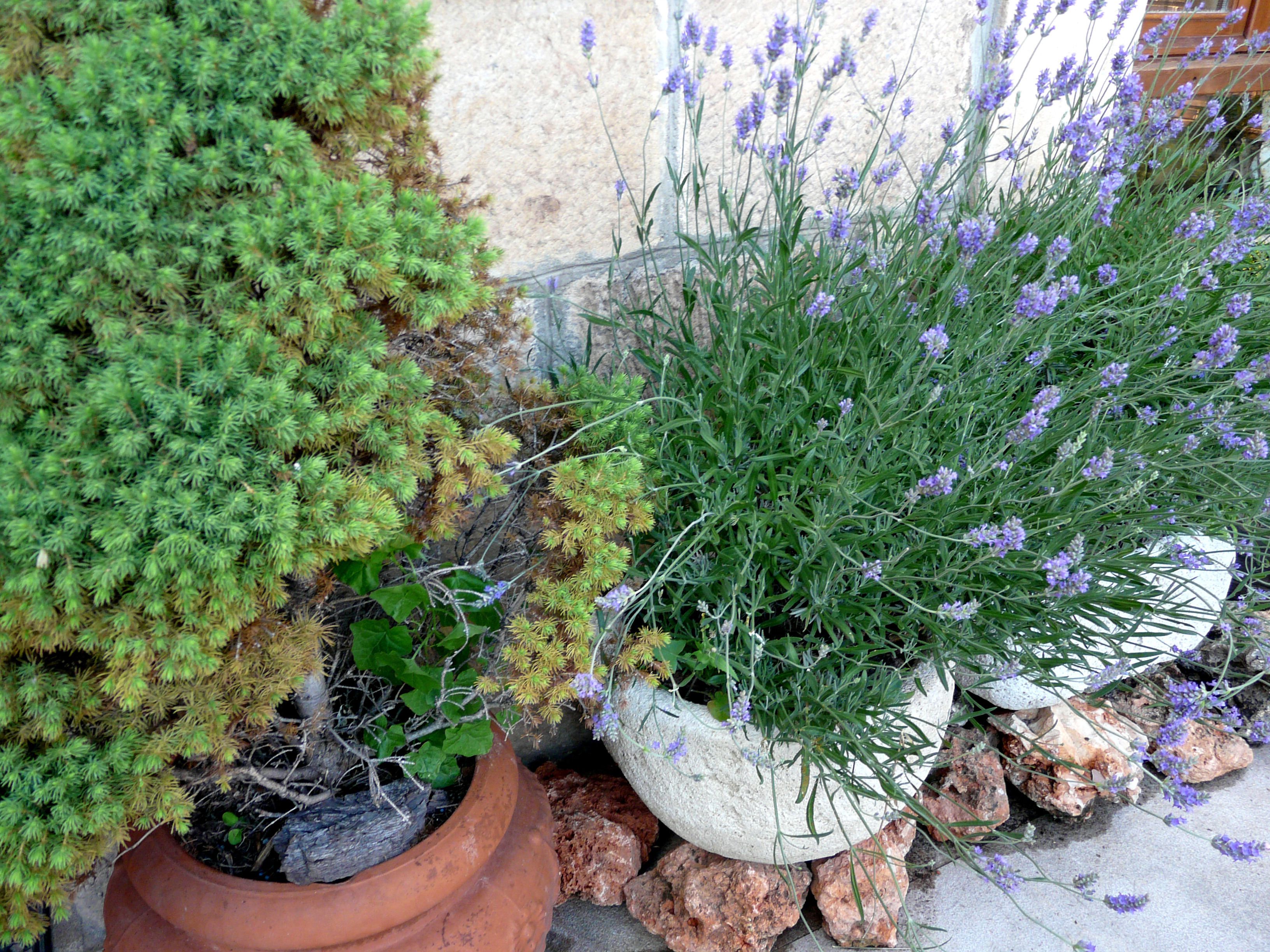 A garden with a variety of plants, including a large potted lavender bush and a coniferous tree.