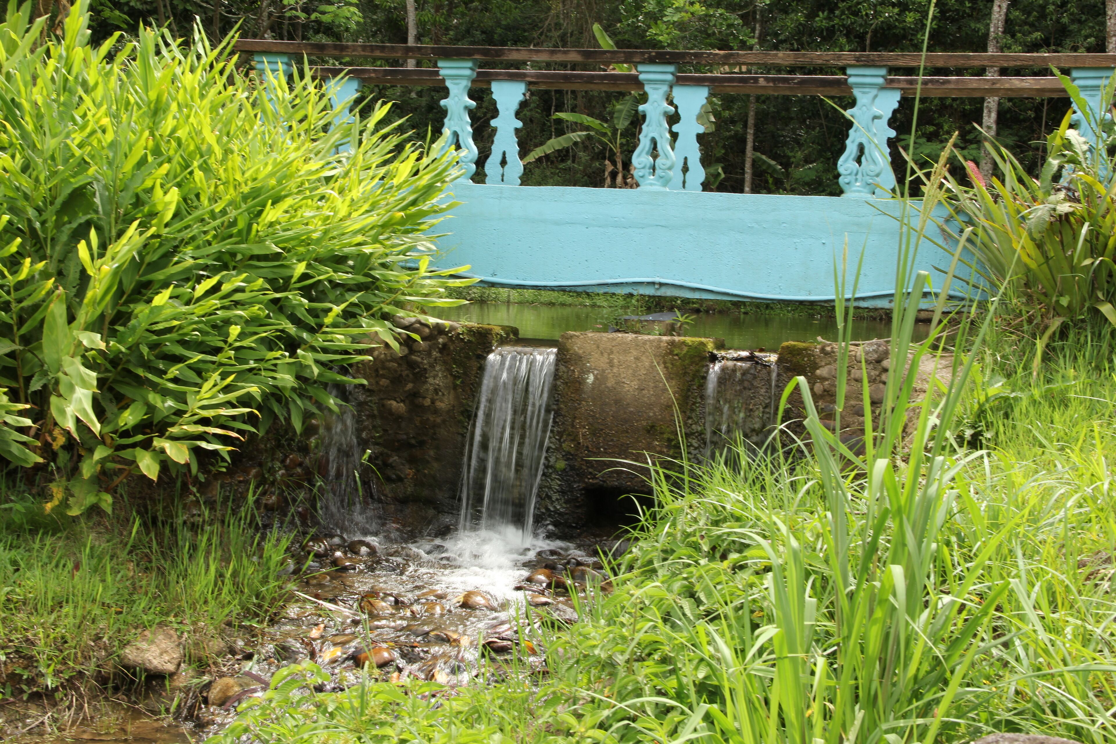 Una pequeña cascada en un jardín exuberante, con una barandilla azul al fondo.