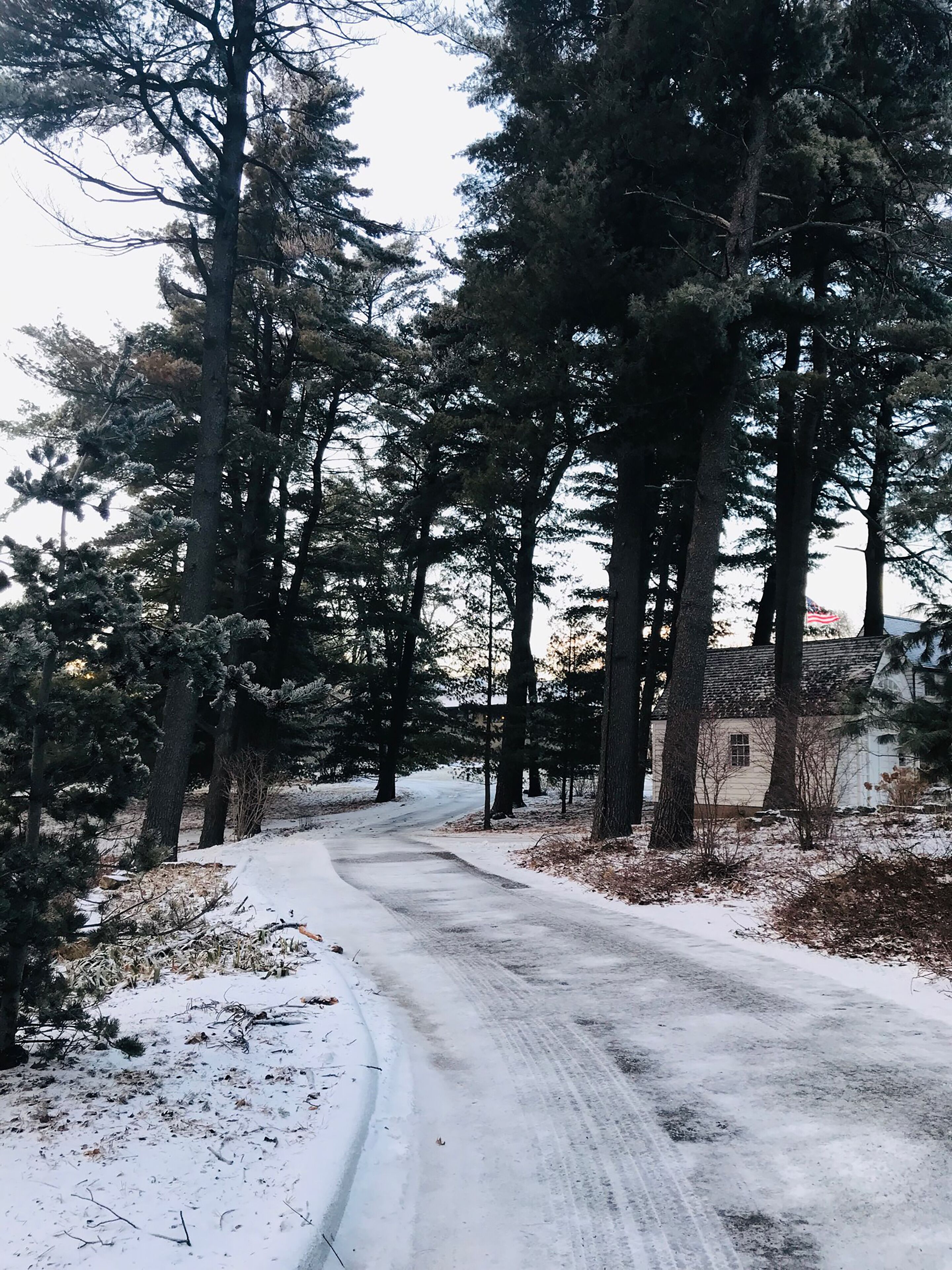 Una carretera cubierta de nieve bordeada por altos árboles de hoja perenne, que conduce a un edificio con fachada blanca.