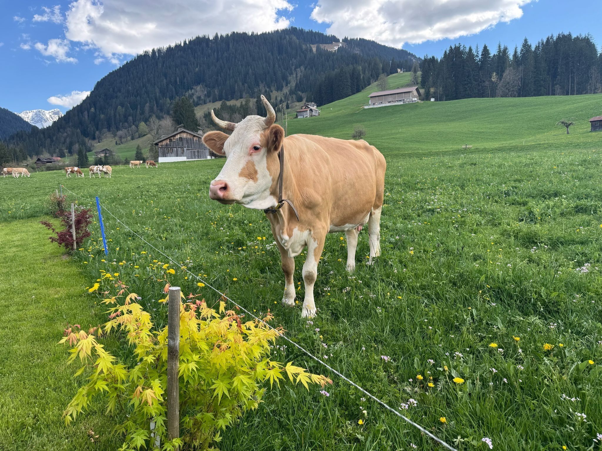 A cow in a grassy field with a mountain in the background.