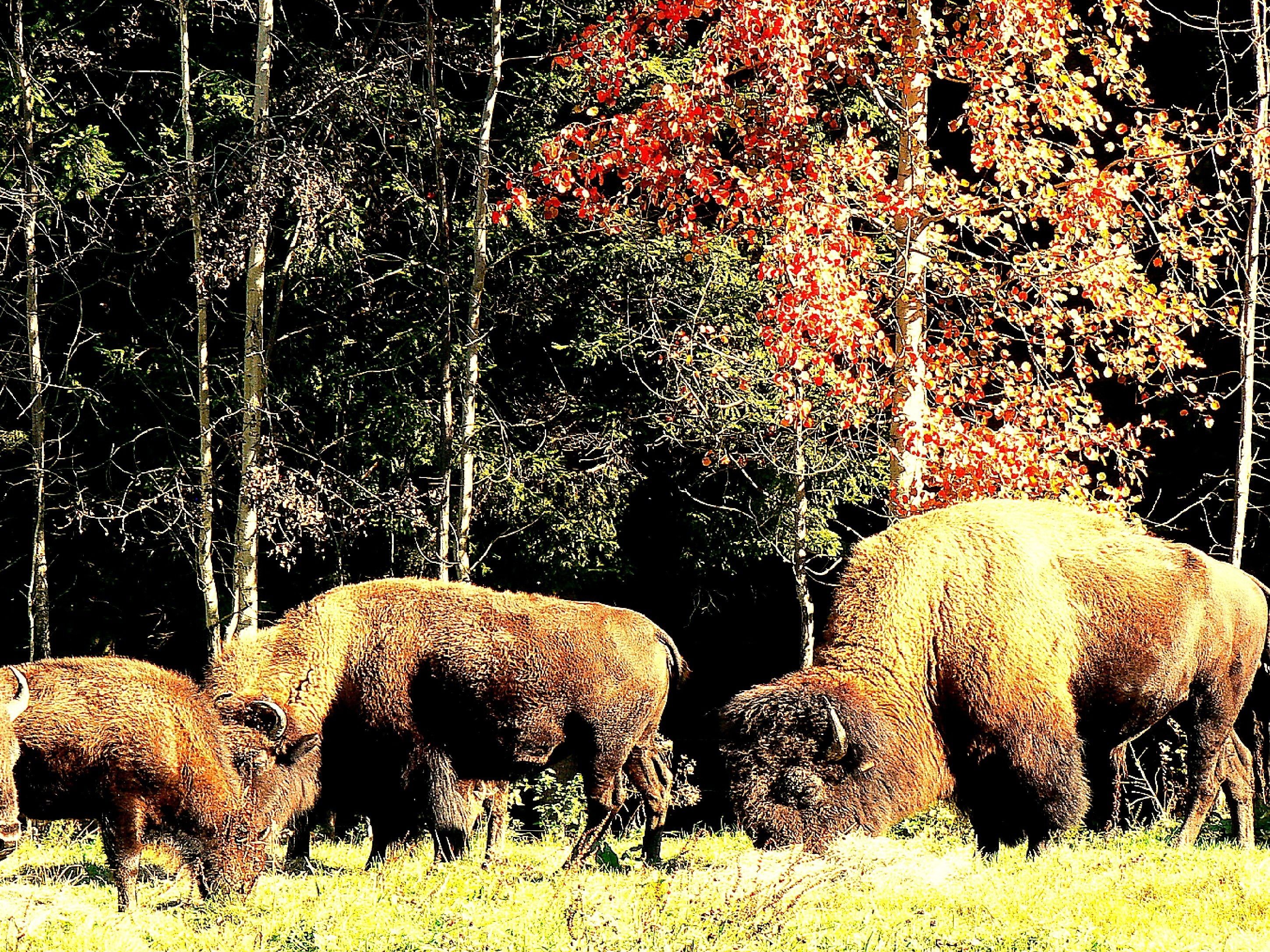 A group of bison grazing in a grassy field with trees in the background.