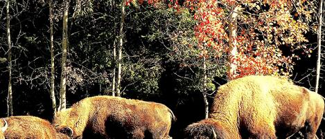 A group of bison grazing in a grassy field with trees in the background.